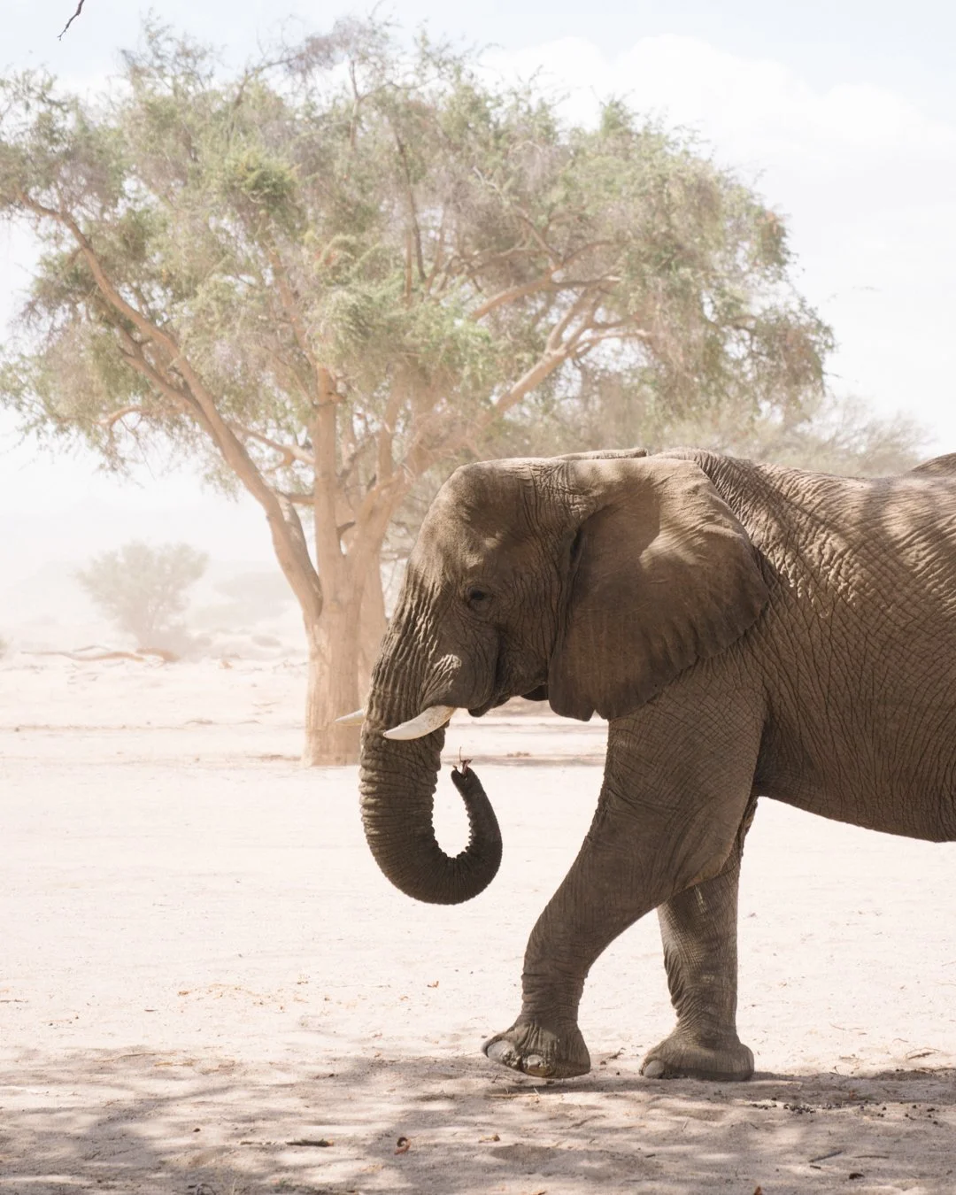 Elephant and Rhino Experience-65.jpg