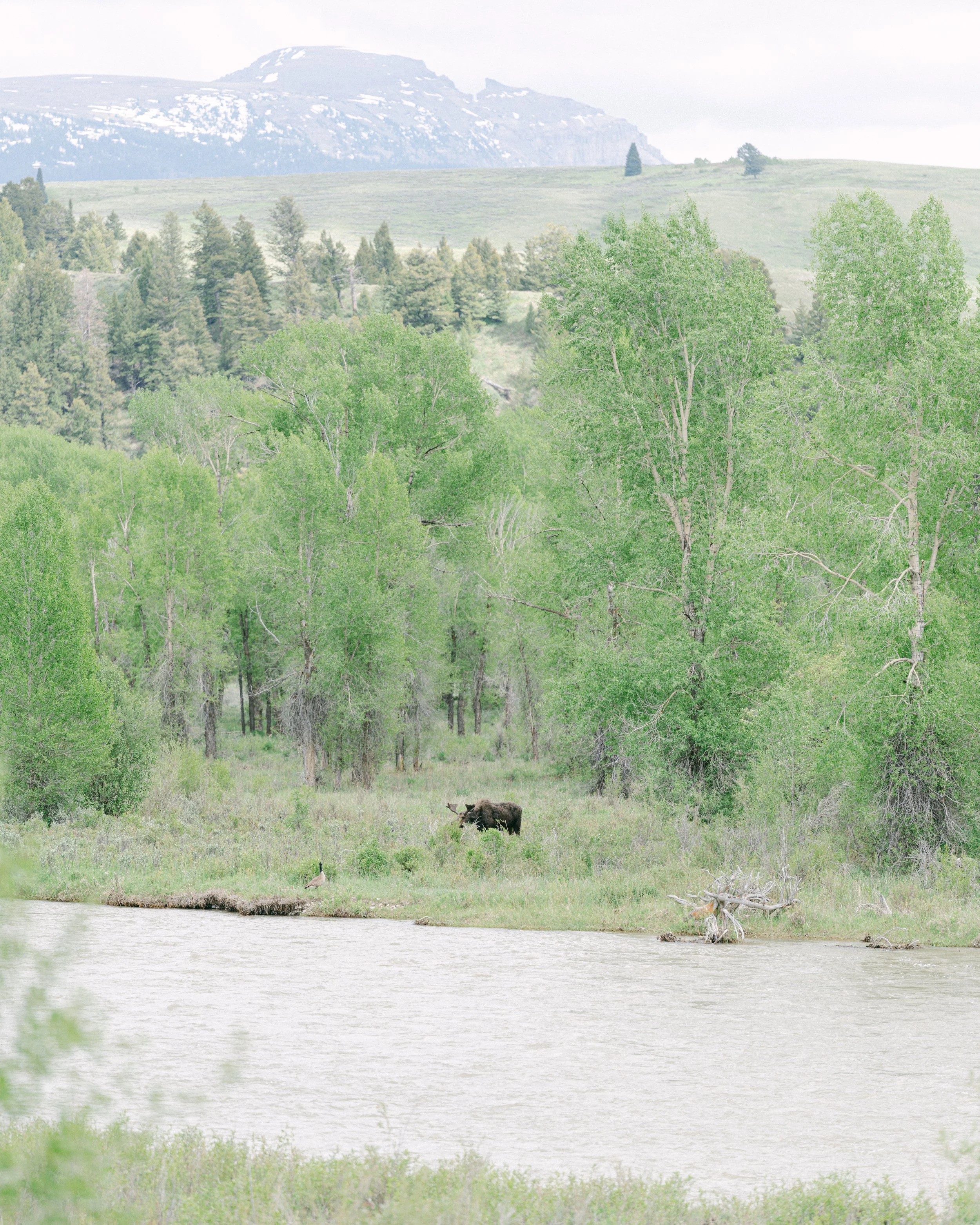 Hotel Yellowstone-22.jpg