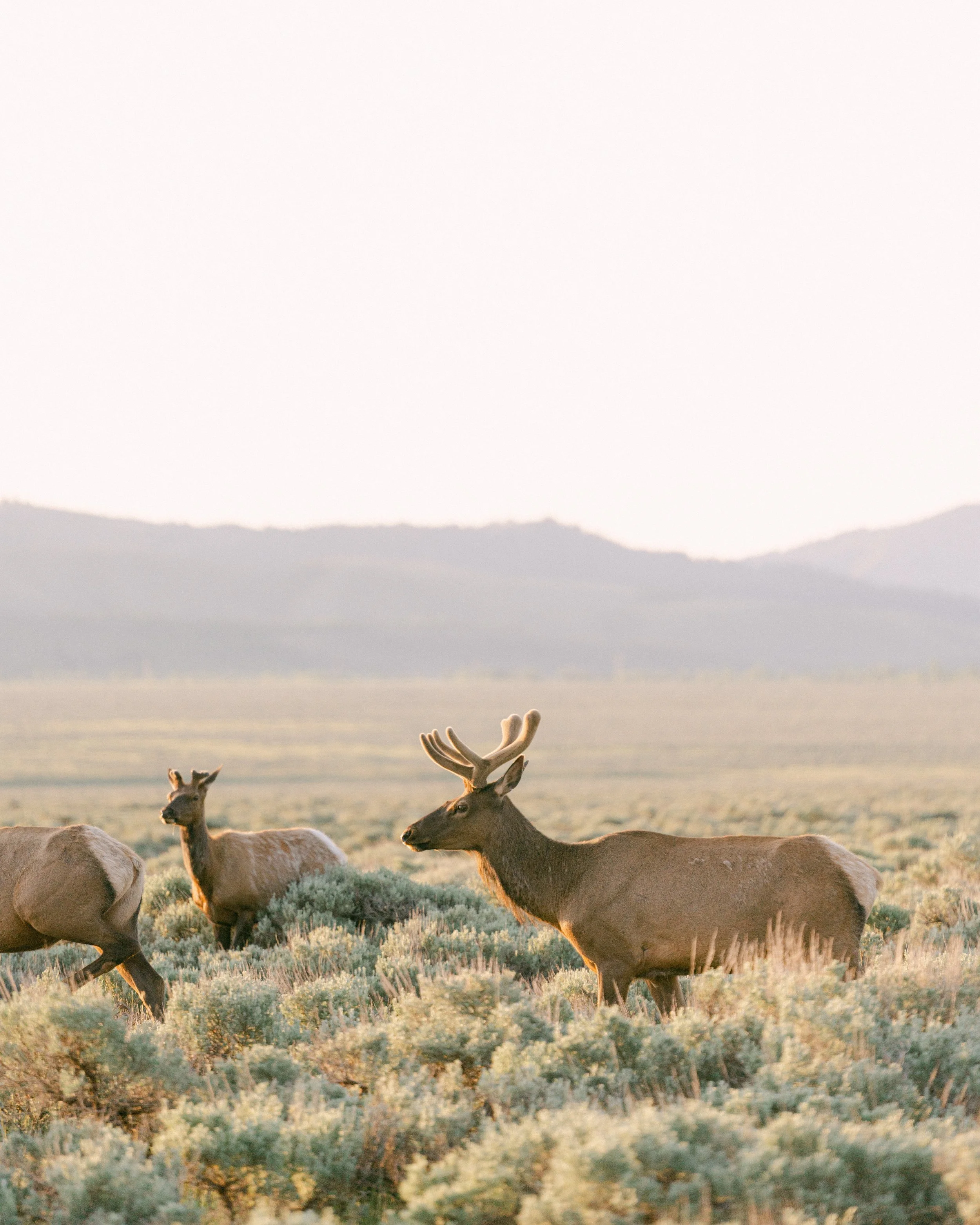 Hotel Yellowstone-57.jpg