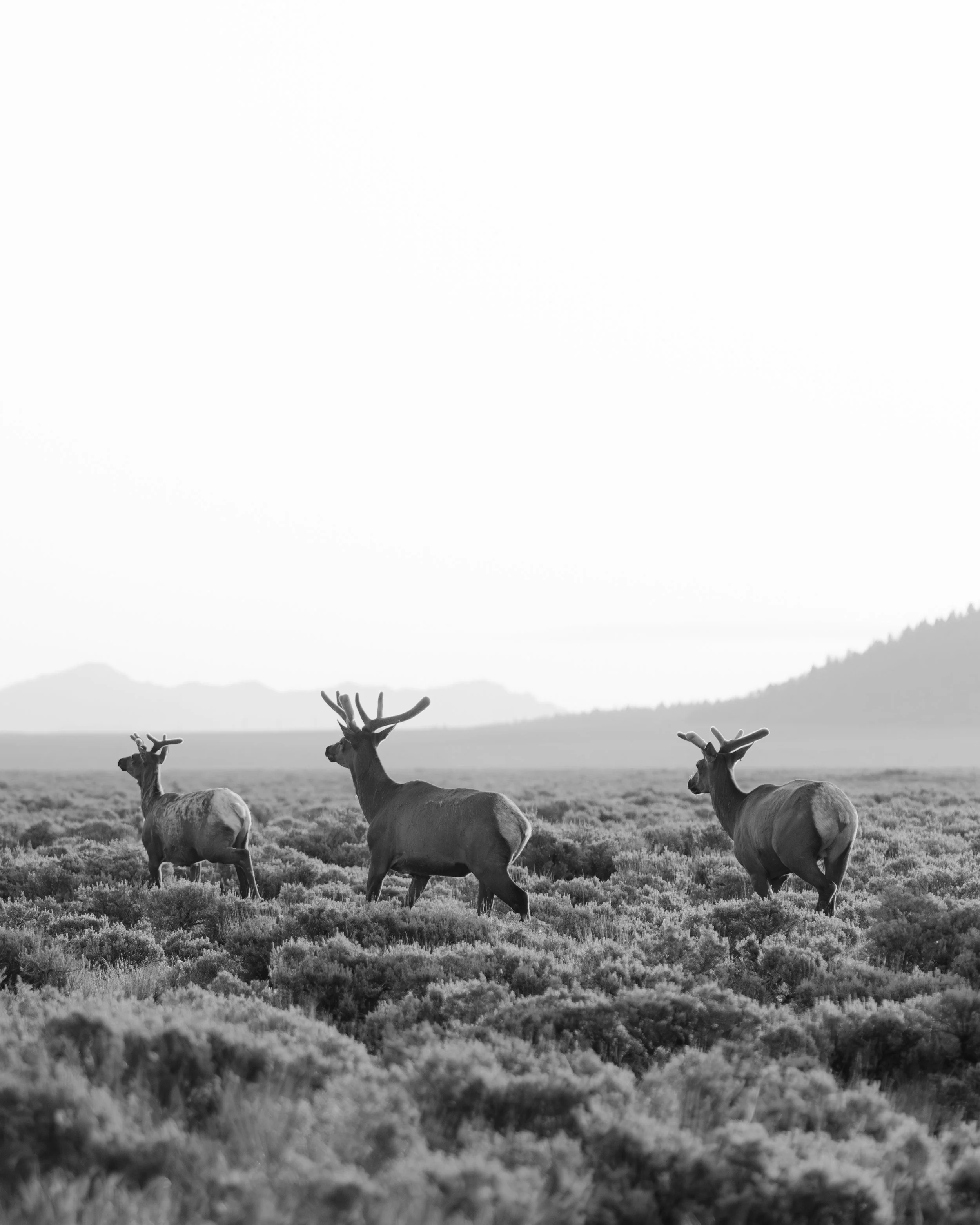 Hotel Yellowstone-58.jpg