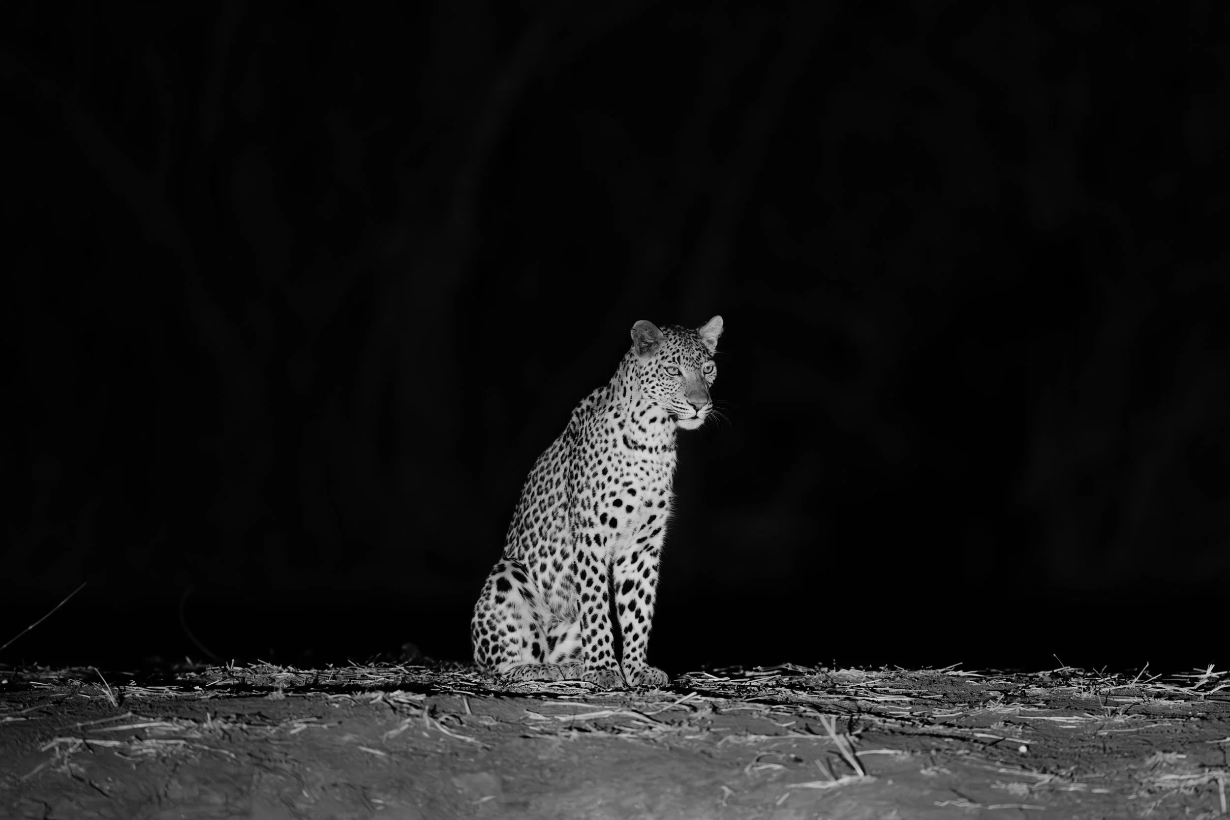 Wilderness Mana Pools Zimbabwe_11-25-A.Ling-18.jpg