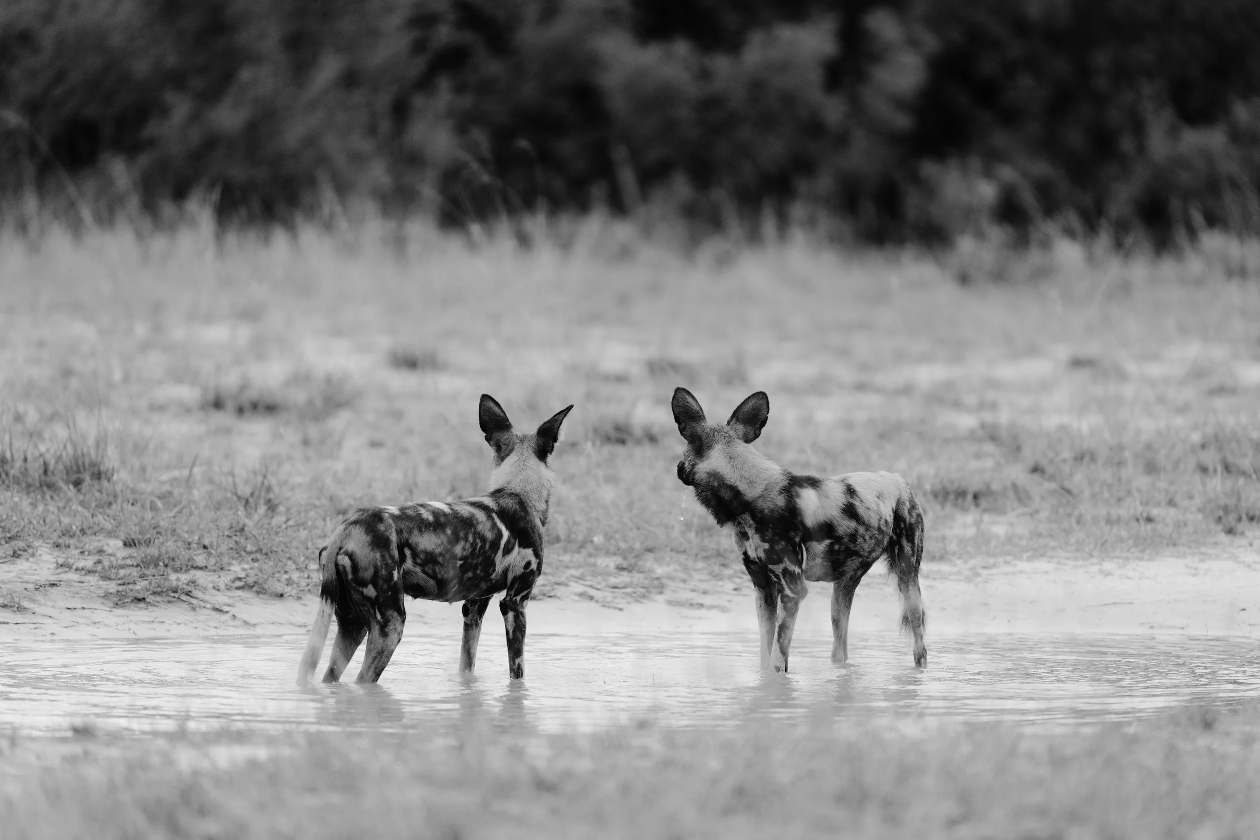 Wilderness Hwange Zimbabwe_11-25-A.Ling-52.jpg