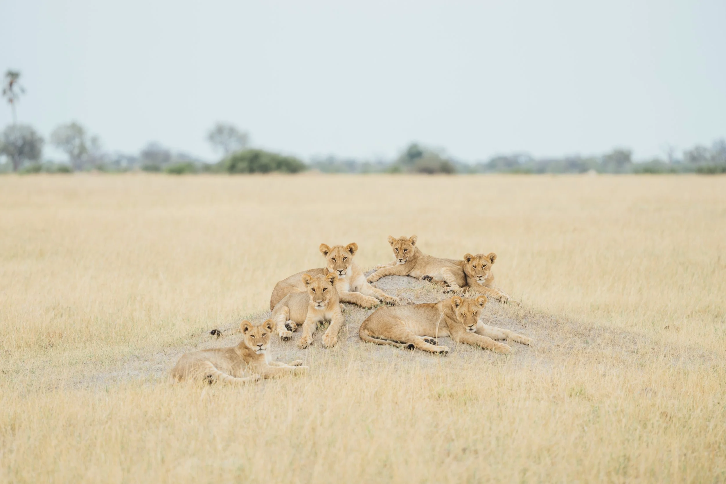 Wilderness Hwange Zimbabwe_11-25-A.Ling-101.jpg