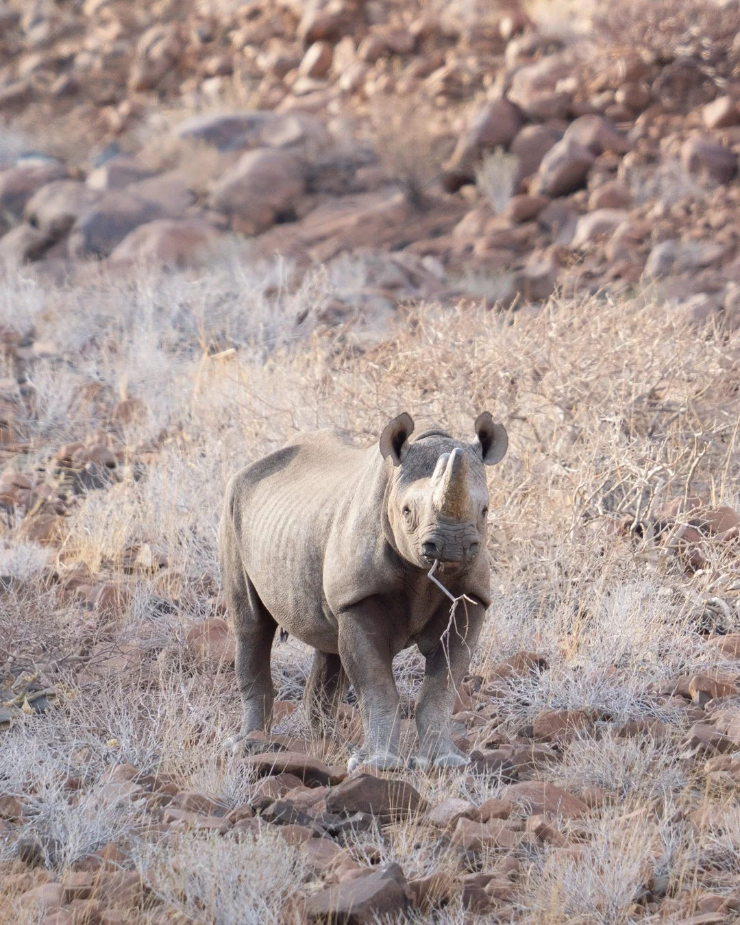 Elephant and Rhino Experience-57.jpg