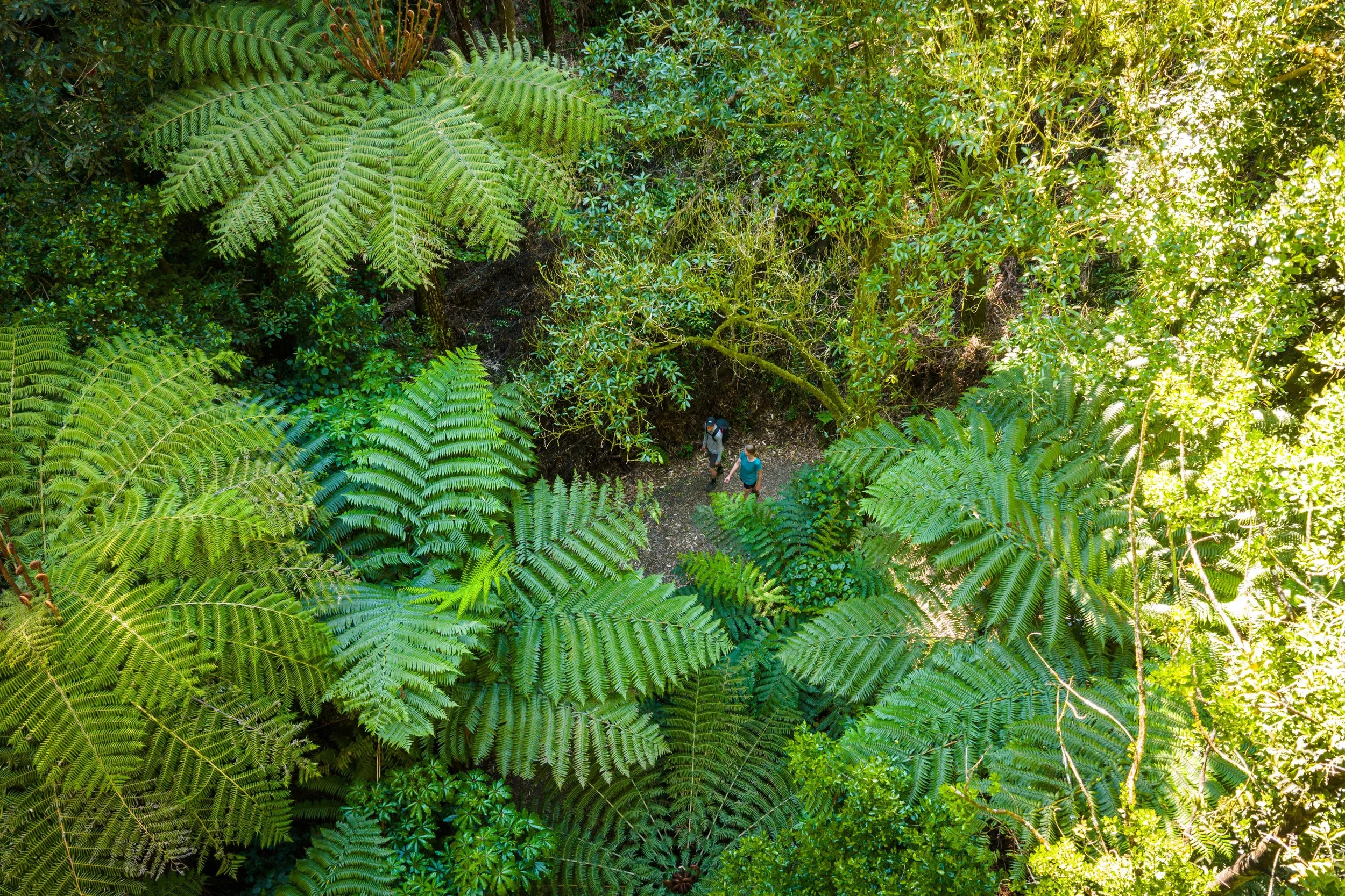 Making the Maunga Sing: Sanctuary Mountain Maungatautari’s Legacy of Wellbeing