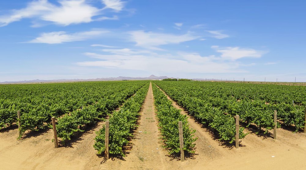 Vineyard-Panorama-2019_FLT-1038x576 (2).jpg