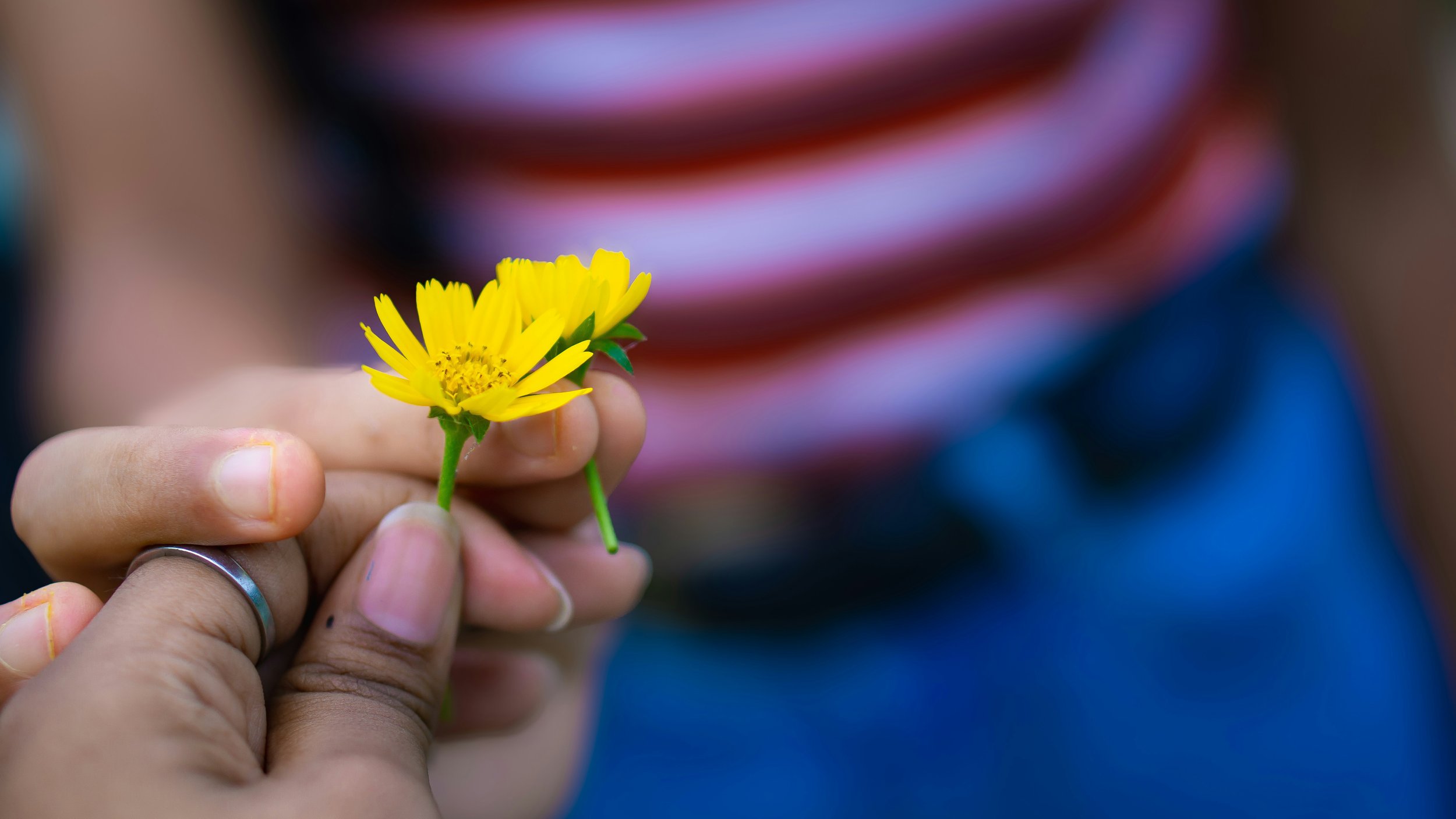 One person offering a yellow flower to another — a gesture of care, from caregiver burnout counselling in Burnaby, BC