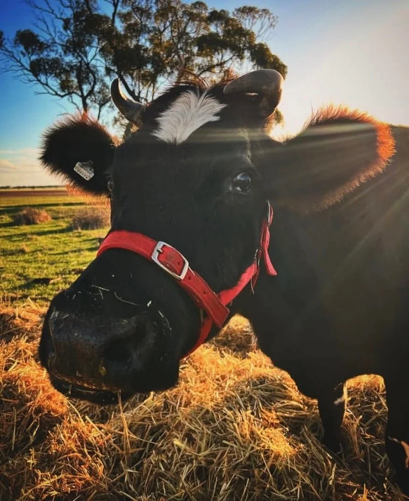 Attachment (002) new new 5.jpg