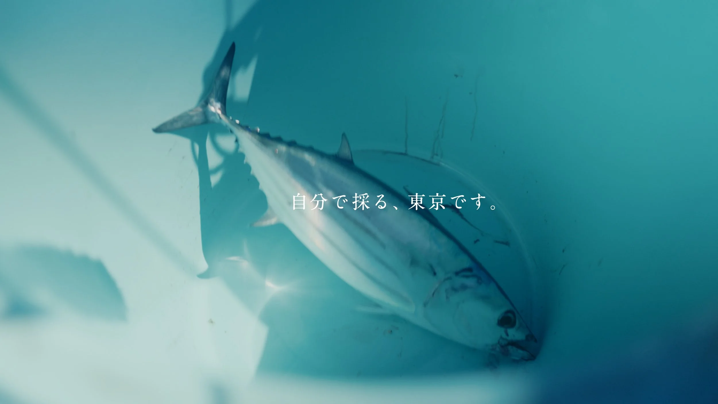 mikurajima_pv_00043.jpeg