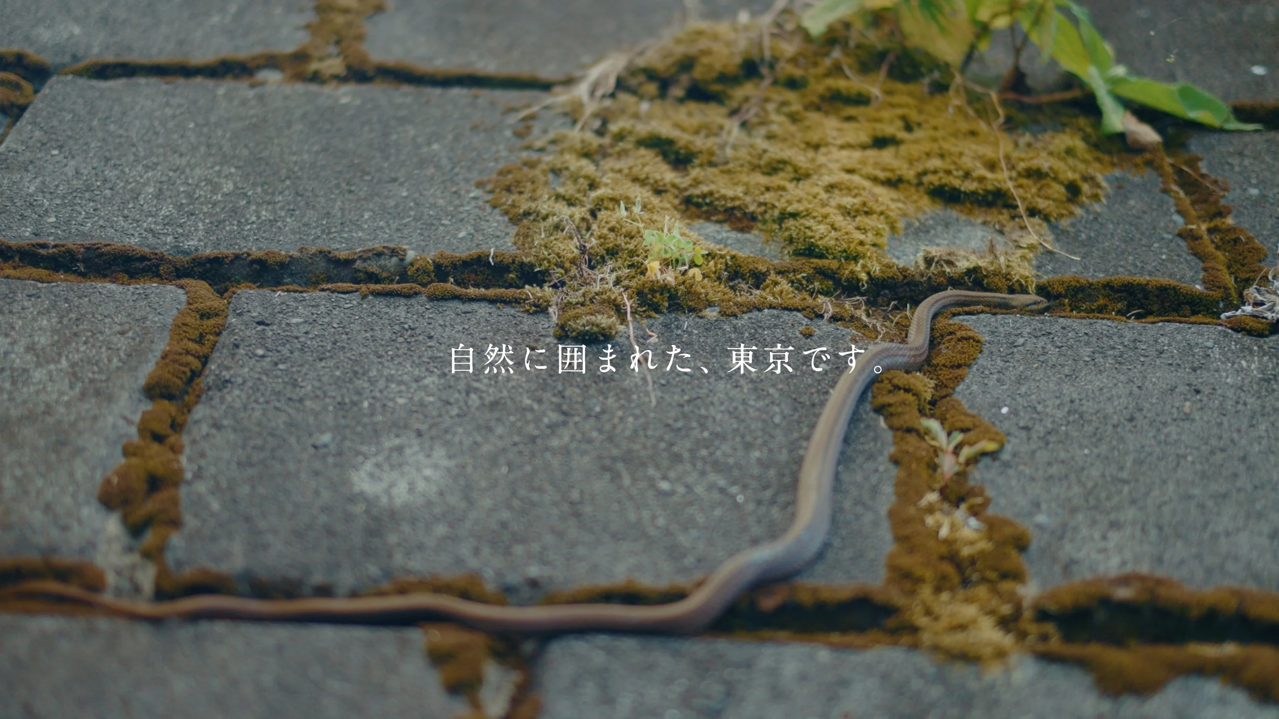 mikurajima_pv_00068.jpeg