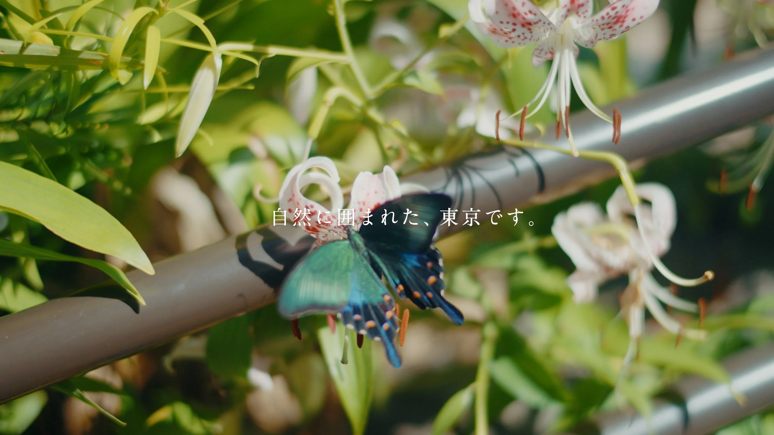 mikurajima_pv_00057.jpeg