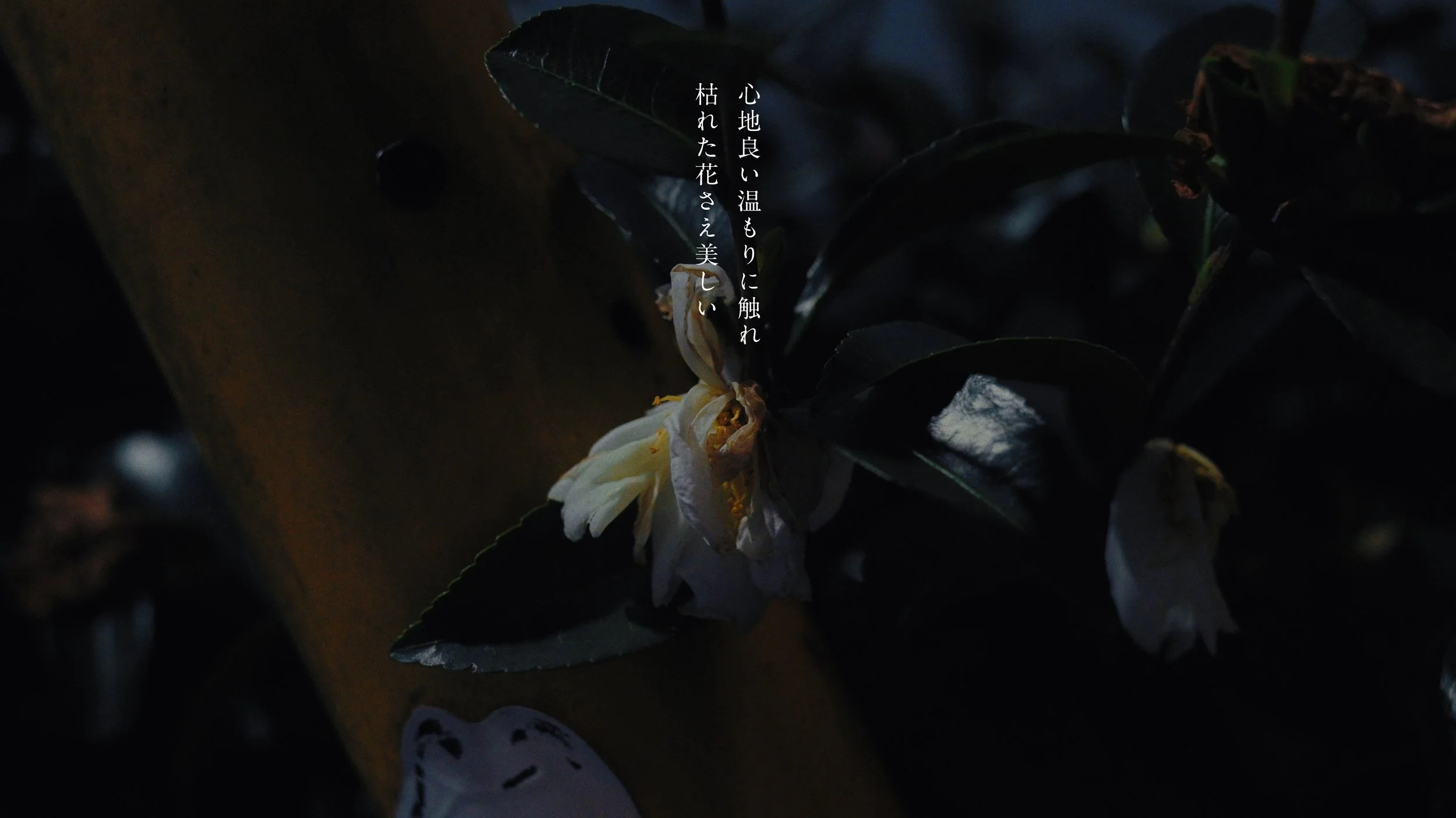 hata_matayoshi_hitorigoto_241210_422HQ.00_04_39_14.065.jpeg