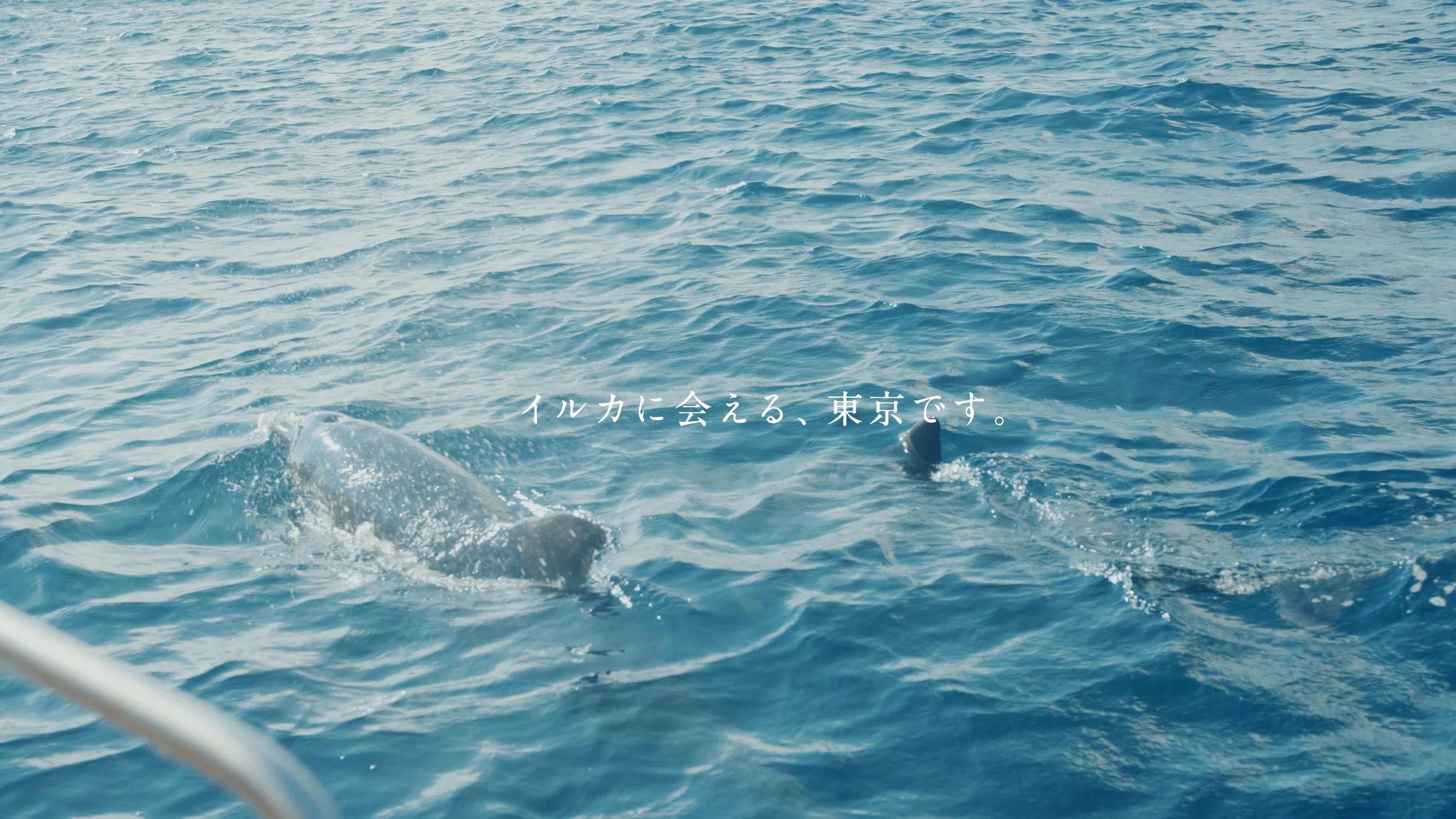 mikurajima_pv_00049.jpeg