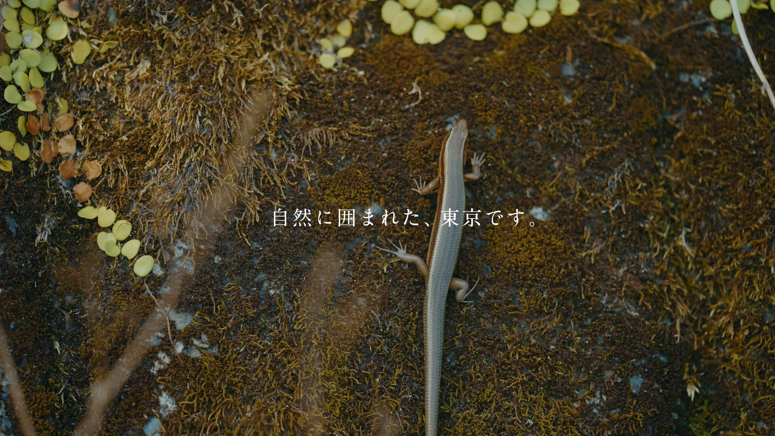 mikurajima_pv_00062.jpeg