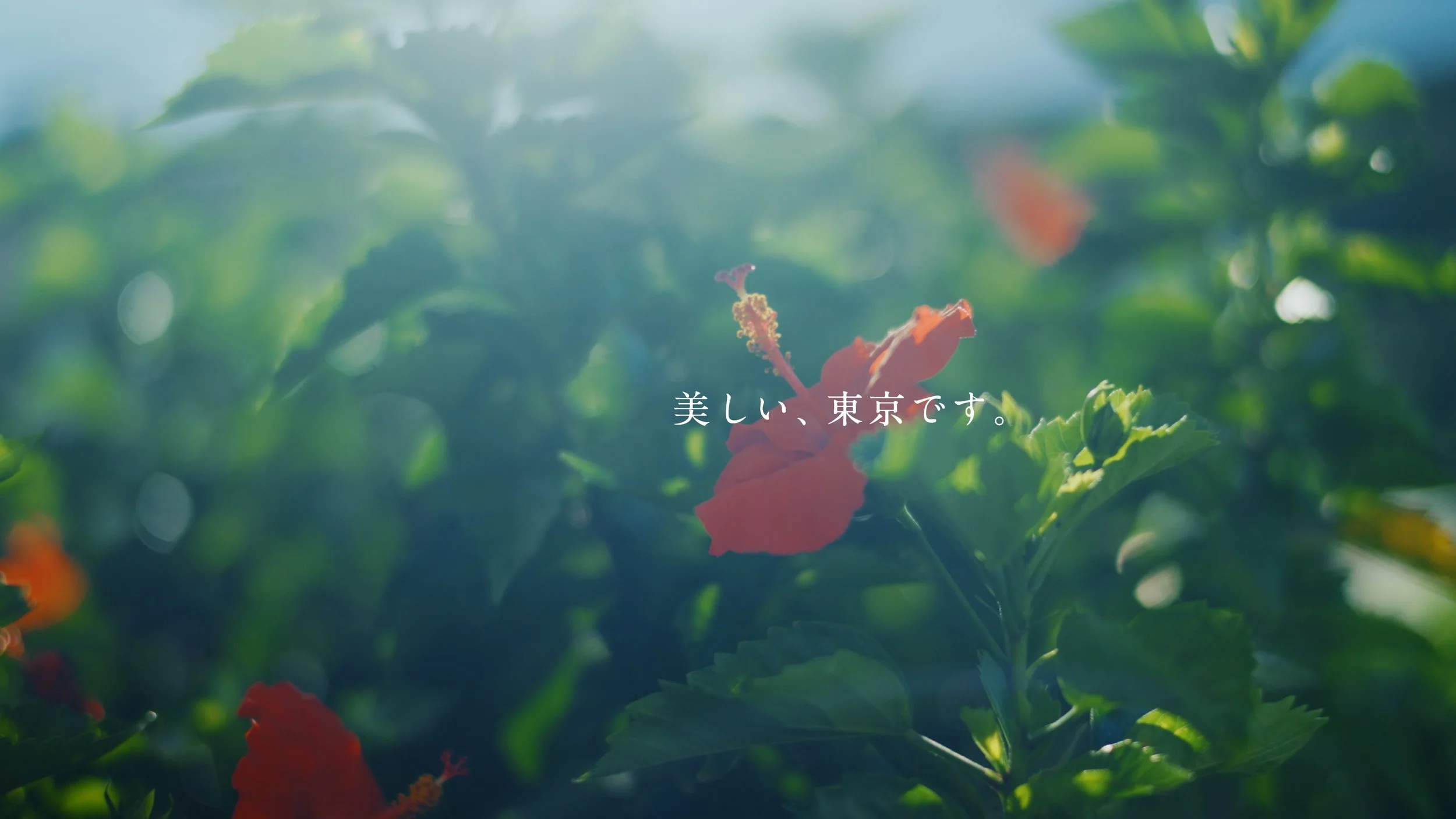 mikurajima_pv_00202.jpeg