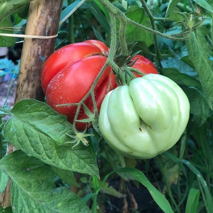Circuit court du jardin &agrave; l&rsquo;assiette 
Le plaisir de jardiner
Le plaisir de cuisine 
Et le plaisir de manger 
Et ne pas oublier 
Le plaisir de partager 
#partager #jardiner #cultiver #tomate #recolte #saison #local #locavores #naturelover