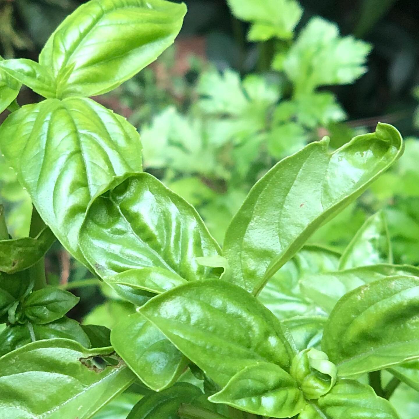 Quel plaisir de disposer dans son jardin de belles herbes aromatiques 
✅ ne les oubliez pas 
#herbe #aromatique #local #cultiver #vert #sain #sante #jardin #jardinage #cuisiner #bienfaits #naturelovers #dieteticienne #partage #herbesaromatiques #poid
