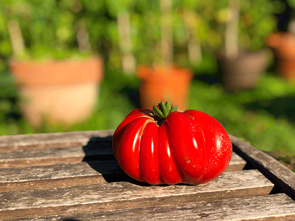 Pourquoi ne faut-il pas mettre les tomates au réfrigérateur ? Préserver leur goût, de la tomate au pan bagnat