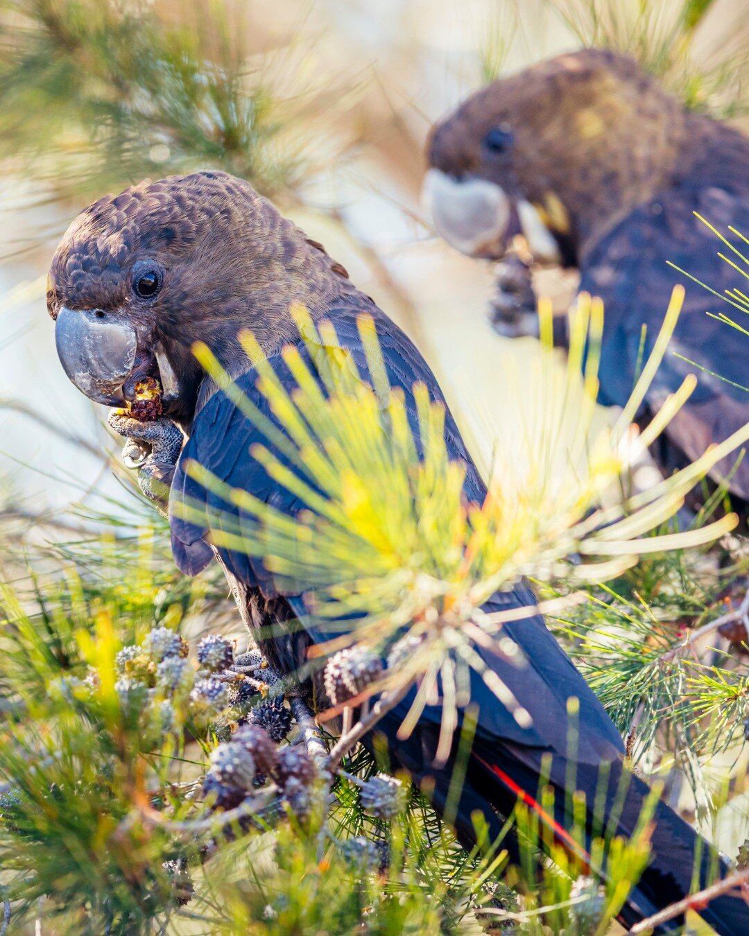 Check out these gorgeous Glossy Black Cockatoos! It might be called the Great KOALA National Park, but it would be a sanctuary for all types of spectacular Aussie animals.

Especially those species that thrive in mature trees, like the Glossy Black C