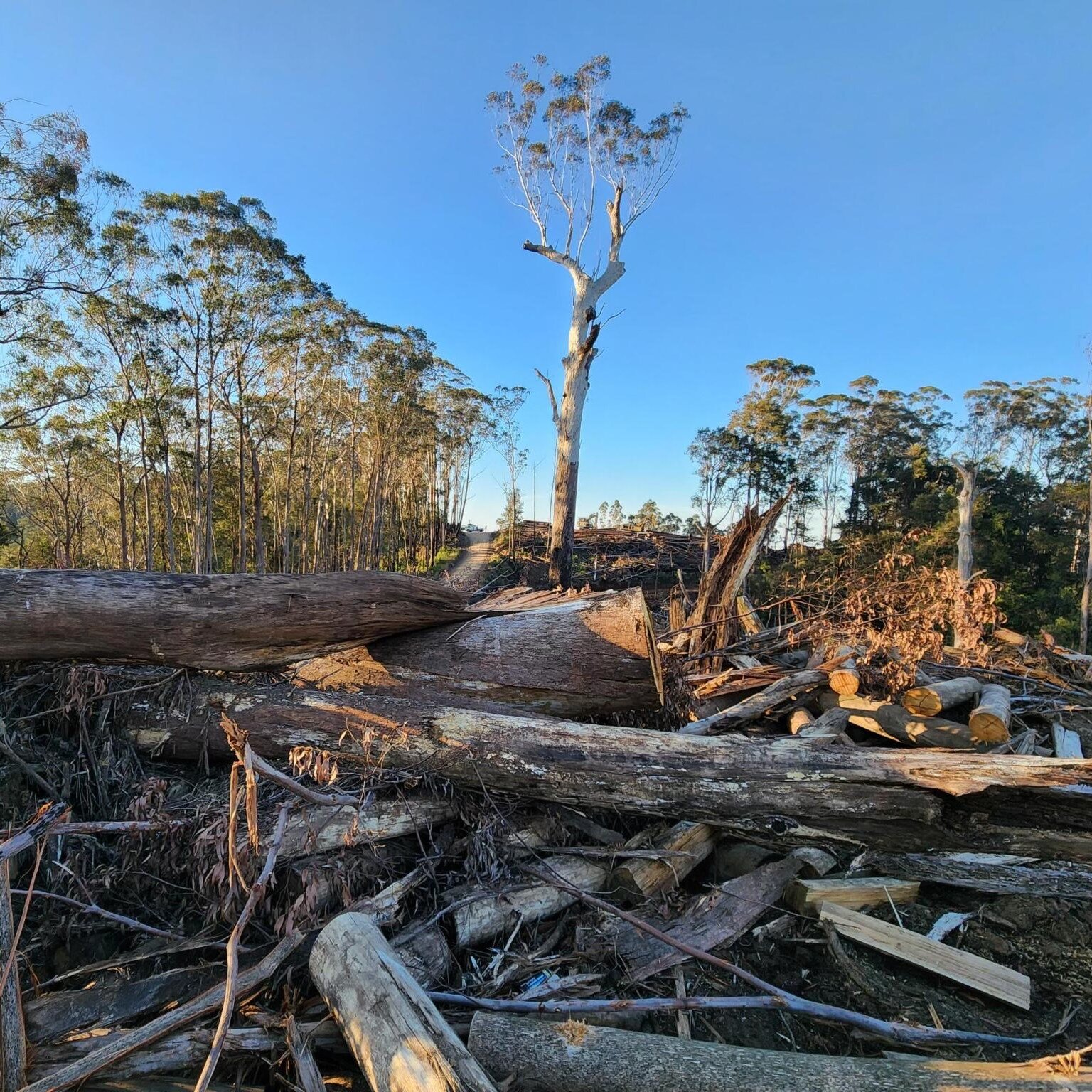 The 2019/20 bushfires destroyed more than a quarter of the remaining koala habitat in northeast NSW and killed approximately 10,000 of NSW's wild koalas. 

But even now, with the koala population on the brink of collapse, precious parts of our native