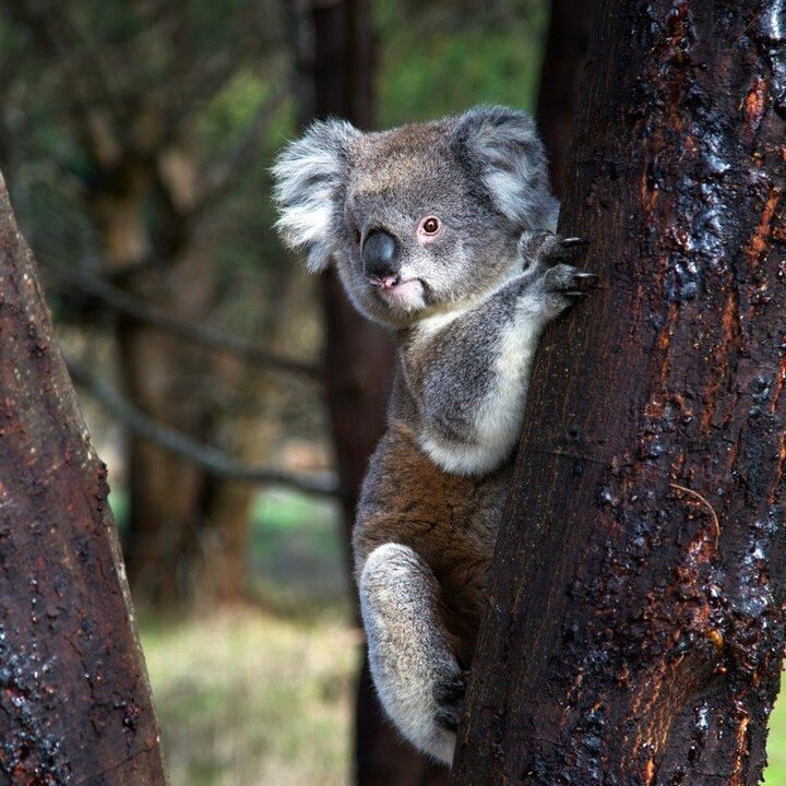 We are THRILLED with the election result!💚

The incoming #NSWLabor Government has promised to create &ldquo;A&rdquo; Great Koala National Park &ndash; AWESOME!

After more than 10 years of campaigning finally, we will have a NSW government that reco