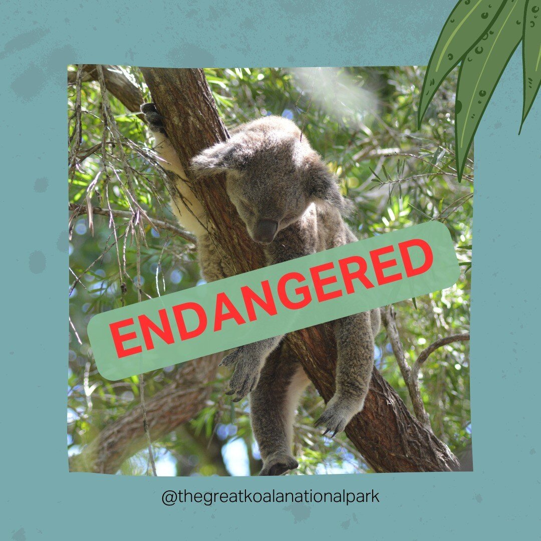 Today is World Endangered Species Day and we are crying for our koalas.

The #nsw government has promised to create a Great Koala National Park on the Coffs Coast ... but get this ...

It refuses to stop industrial scale logging by its own company Fo