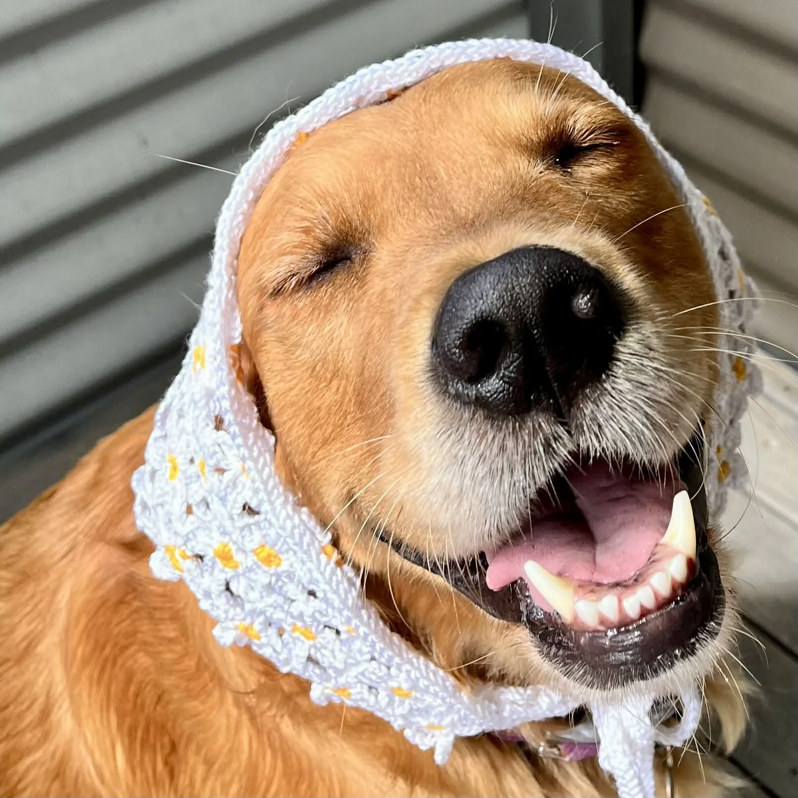 frankie wearing makin daisies.jpg