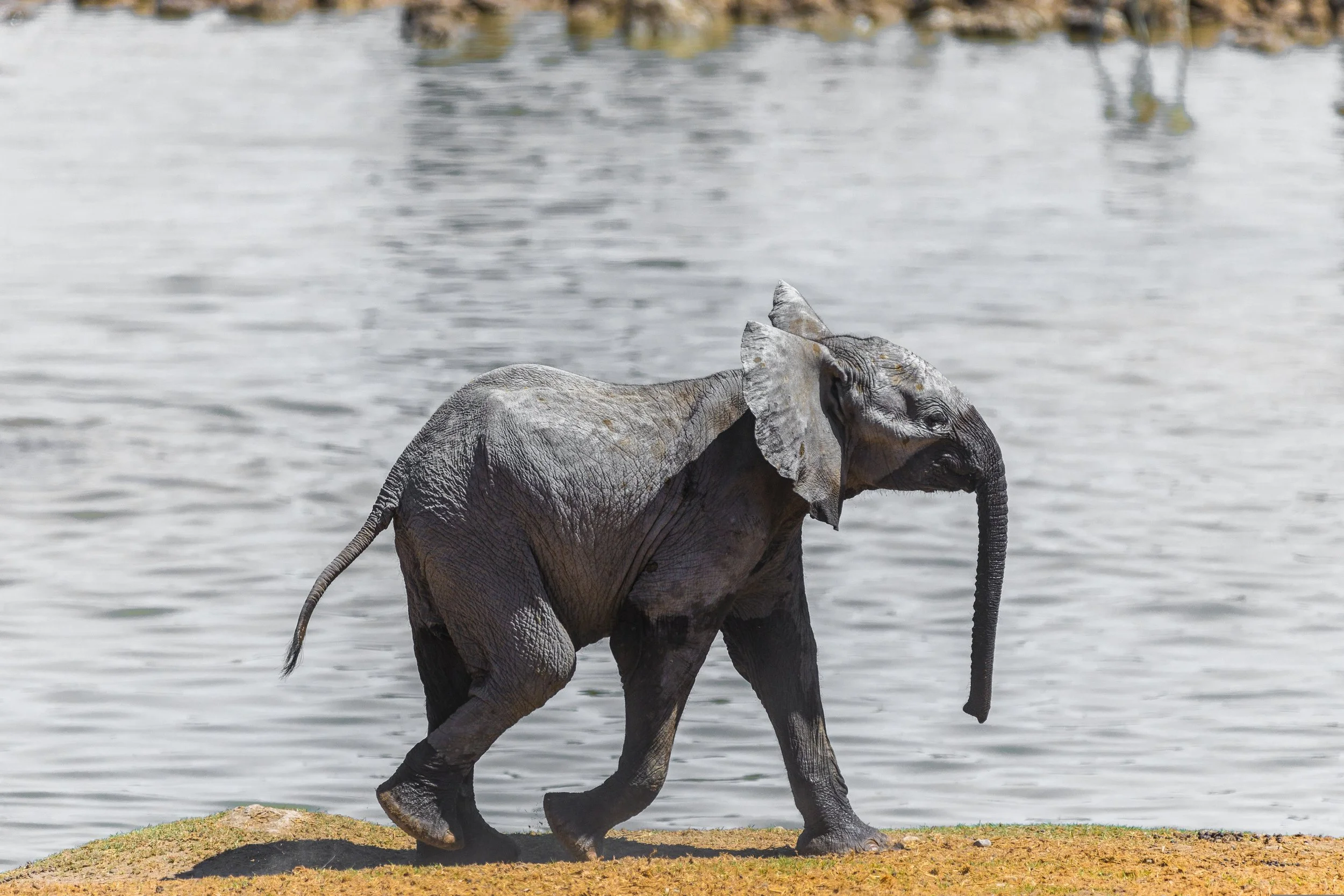 teefarm-elephant-5015980.jpg