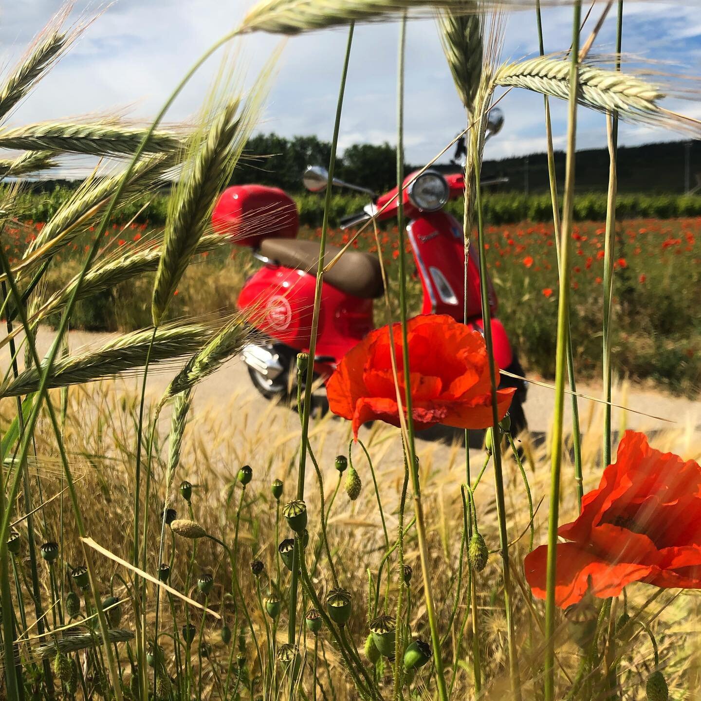 S O M M E R im Naheland 🤍 
&hellip;hei&szlig;t mit der Vespa die k&uuml;hle Fahrtluft und die Aussicht auf Wiesen und Felder genie&szlig;en 🛵💨 ☀️ #naheland #vespinitoursnaheland #vespa