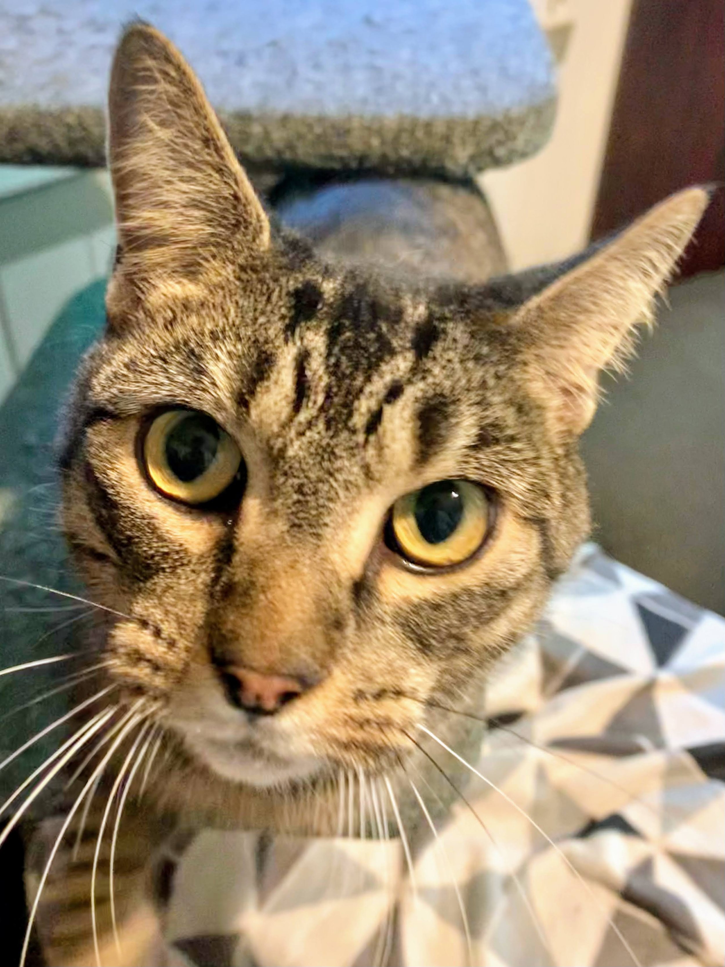 Fostering again