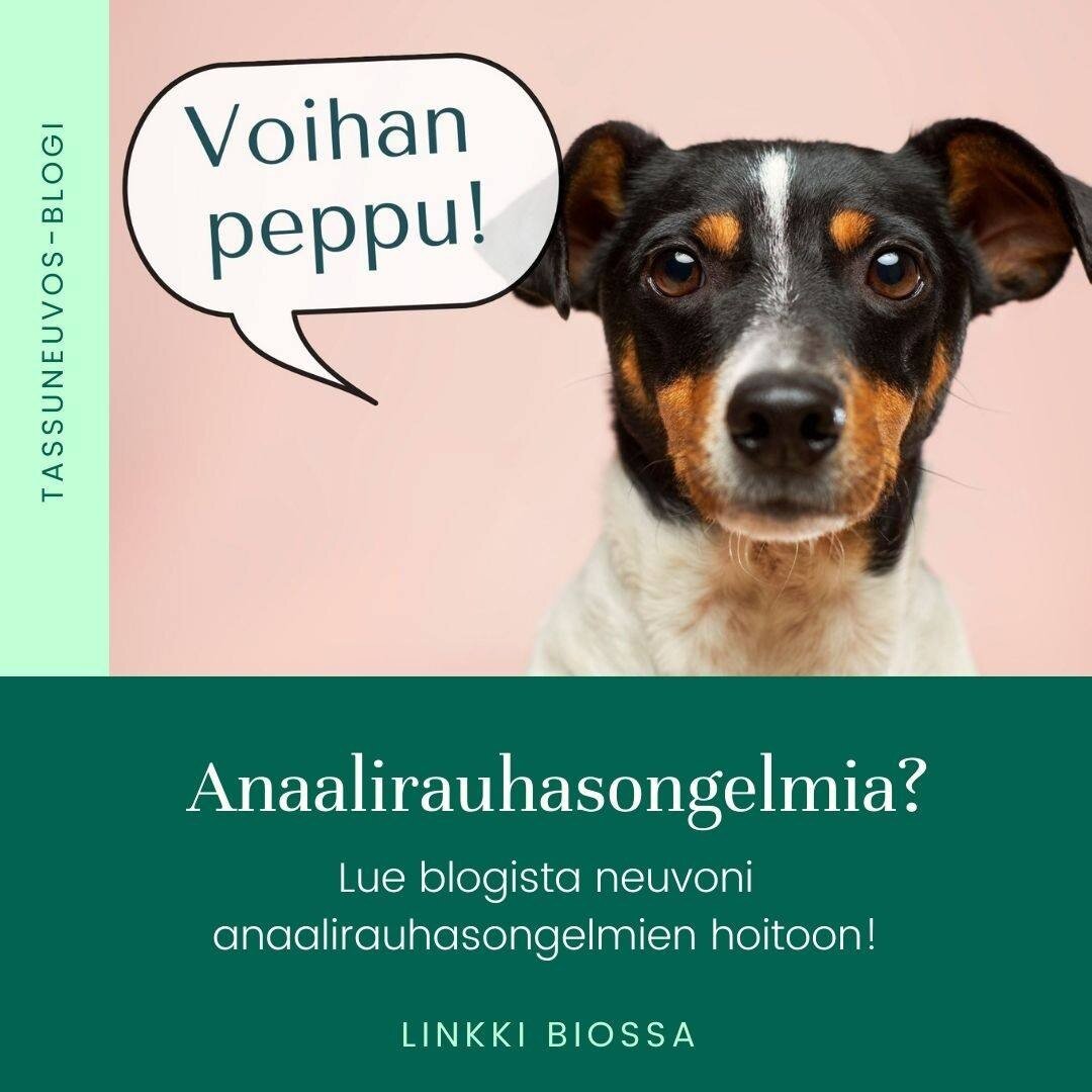 Lue t&auml;st&auml; el&auml;inl&auml;&auml;k&auml;rin ohjeet anaalirauhasvaivojen hoitoon!👩&zwj;⚕️🐶 Olette pyyt&auml;neet multa neuvoja t&auml;st&auml; aiheesta, joten kirjoitin sulle blogiini ohjeet anaalirauhasongelmien hoitoon. K&auml;y lukemass