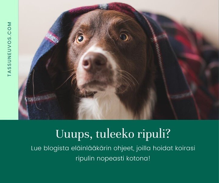 Luithan jo blogista el&auml;inl&auml;&auml;k&auml;ri-Annen ohjeet koiran mahataudin hoitoon kotona?🤓 &Auml;killisen ripulin hoitoon on paras varautua ennalta, jotta olet valmiina, kun tilanne tulee.🆘🐶 Ohjeiden avulla sulla on homma hallussa ja koi