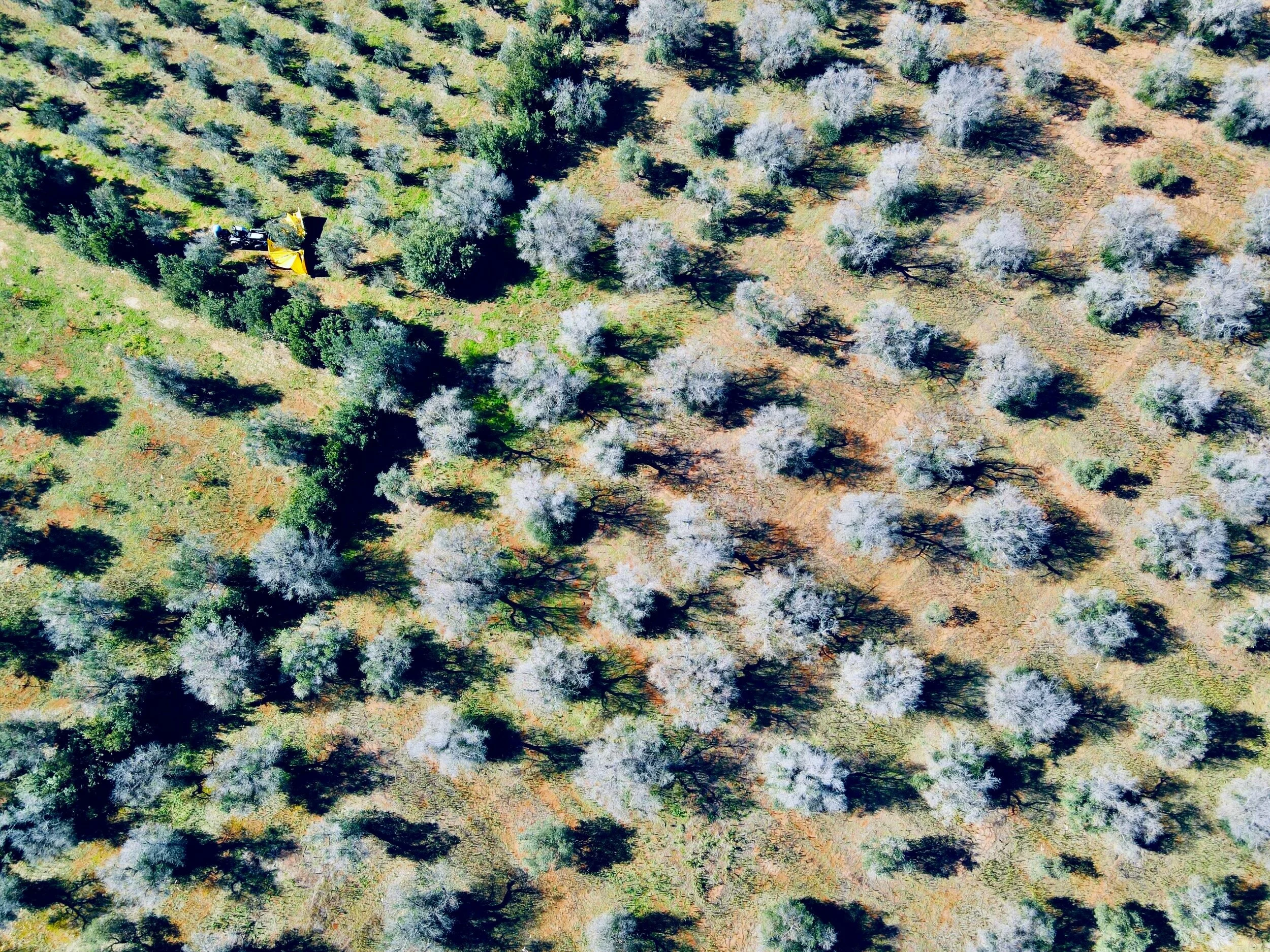 Photo_6553691_DJI_91_jpg_8232207_0_2020102912436_photo_original.jpg