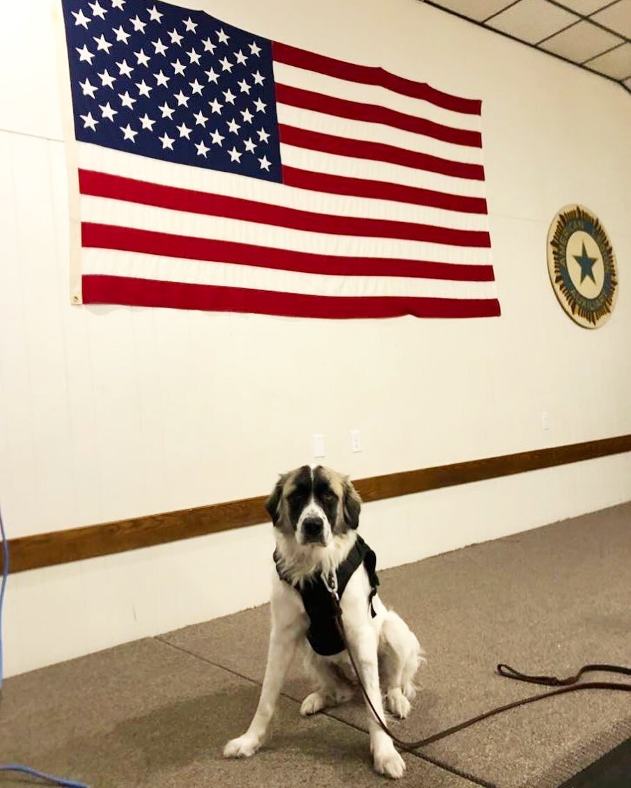 Hey Alexa, play &ldquo;Born in the U.S.A.&rdquo; 🎶

#dolly #dogtraining #veteransupport