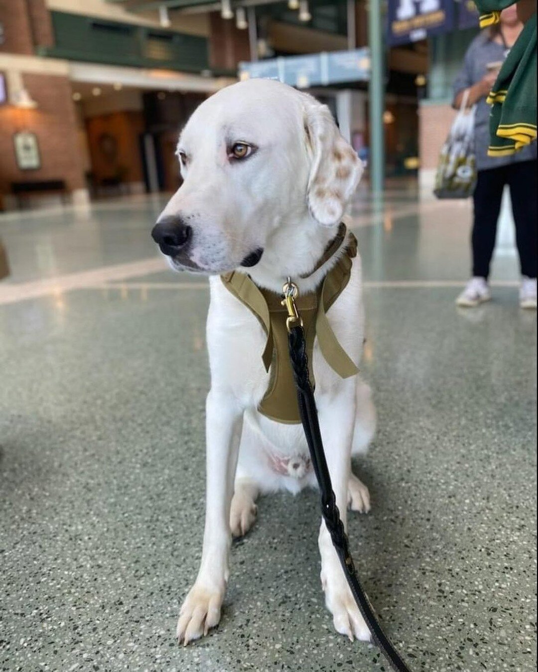 GO PACK GO! First home game of the season tonight for the #Packers 

This photo was taken on a tour of Lambeau Field that Patton attended with his veteran, Ric. The tour guides said Patton was the first support animal they'd had on a tour! 💚💛

#vet