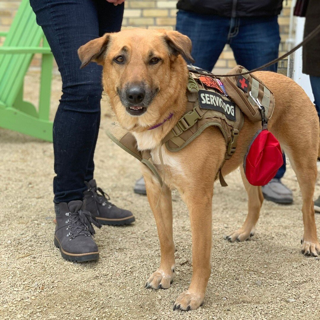 Sometimes PTSD can make a veteran want to stay home and be isolated, but an emotional support dog can help them see the world through new eyes. 

We&rsquo;d love if you became a monthly donor so we can help more veterans and save more dogs! Head to d
