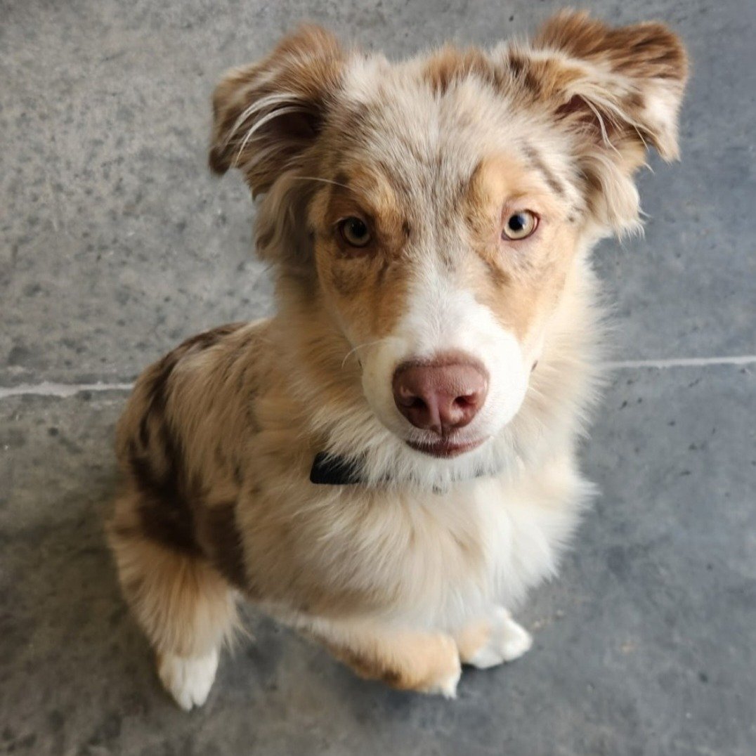 Look at this little nugget. Meet Cooper or Coop. Cooper comes to dogs2dogtags as a 16-week-old Aussy pup, his veteran was injured in an industrial accident after service. Aussy pups are a handful for sure, social skills and Obedience are very importa