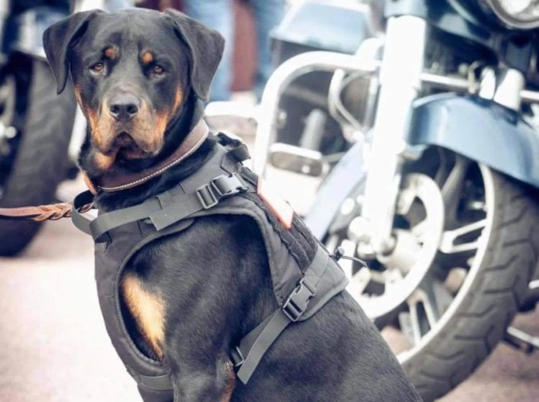 Dogs2DogTags dog Doc