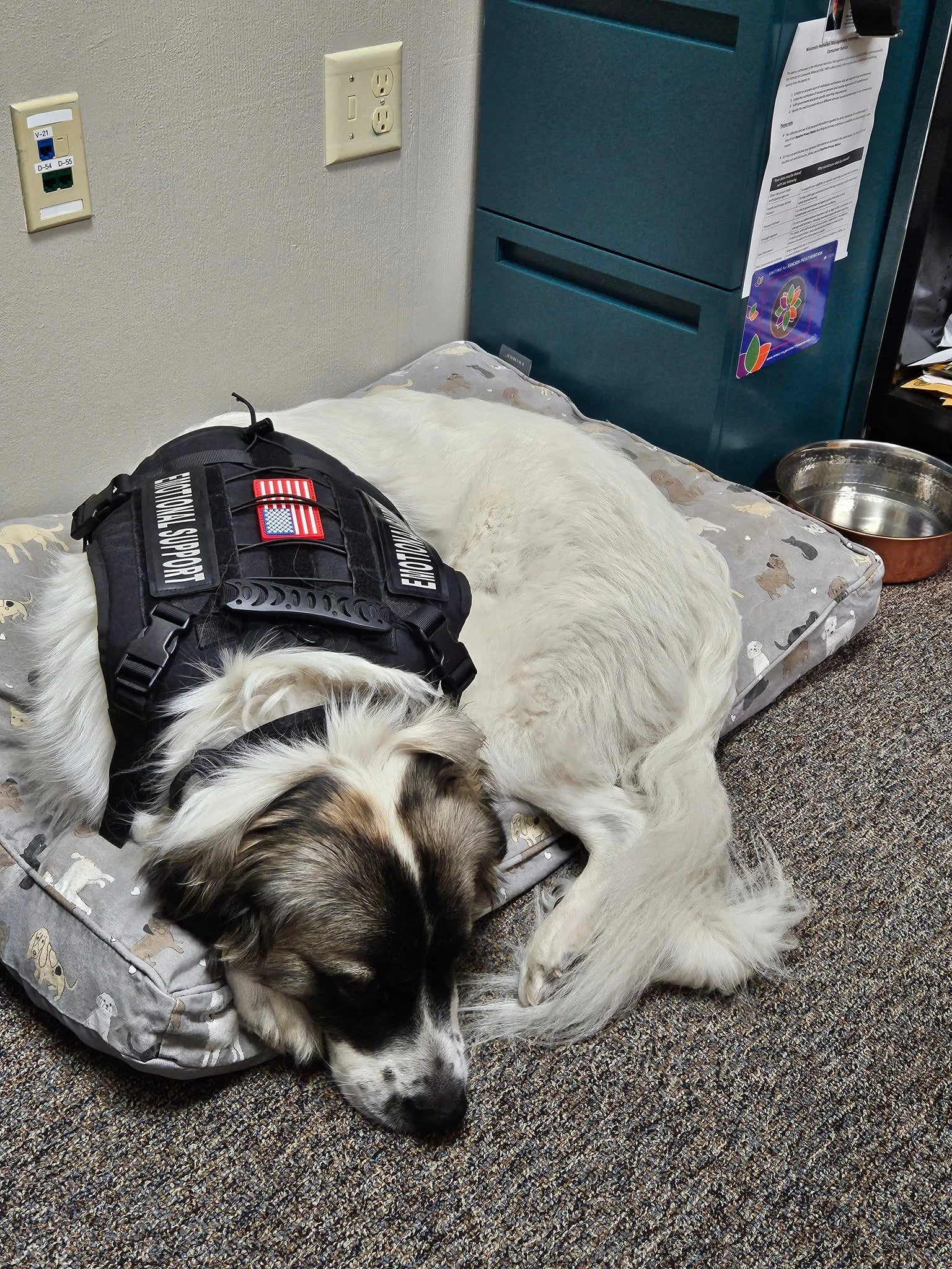 Dogs2DogTags dog Dolly