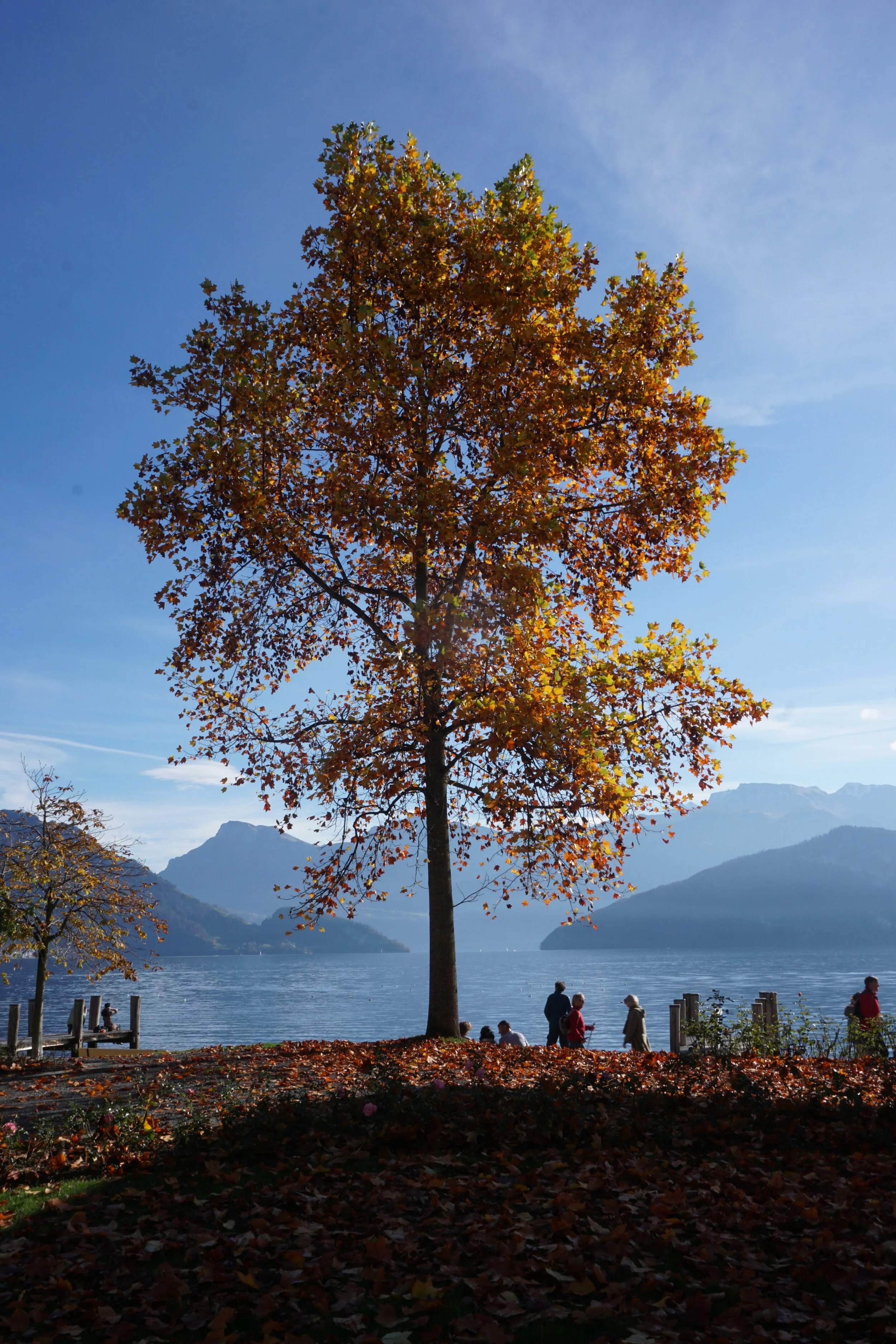Autumn Tree at Lake Lucerne
