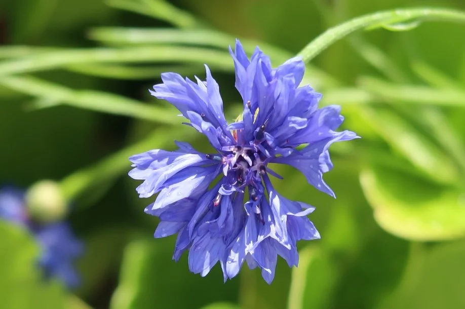 Cornflower.jpg