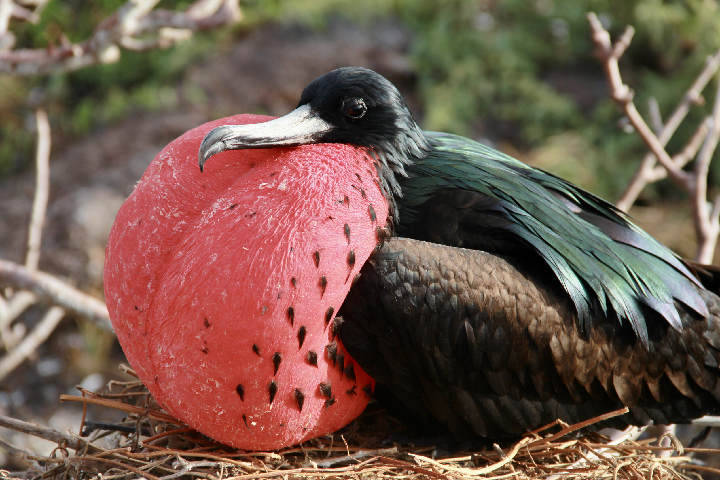 Male Frigate attracting mate, Galapagos