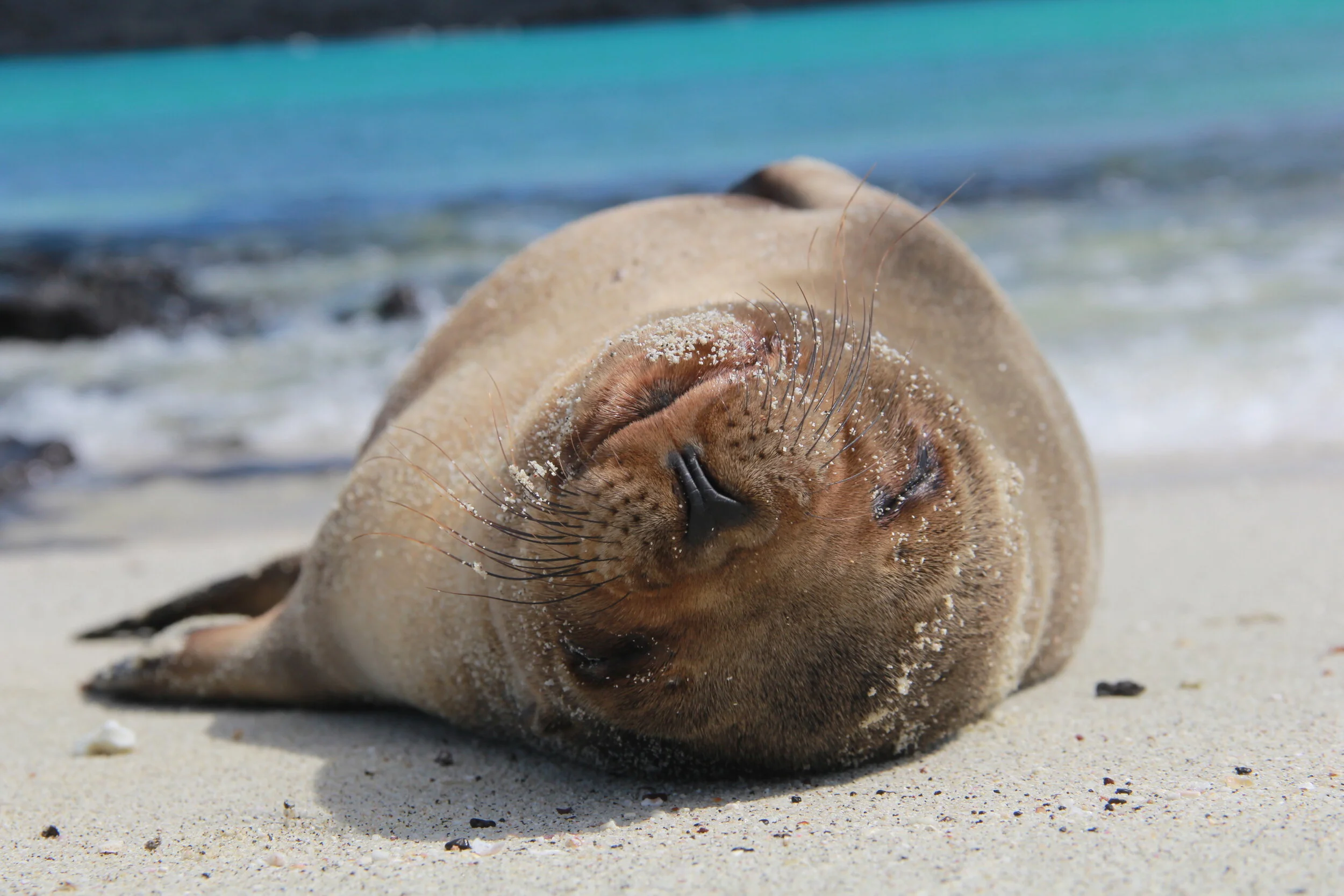 Sea lion, Galapagos