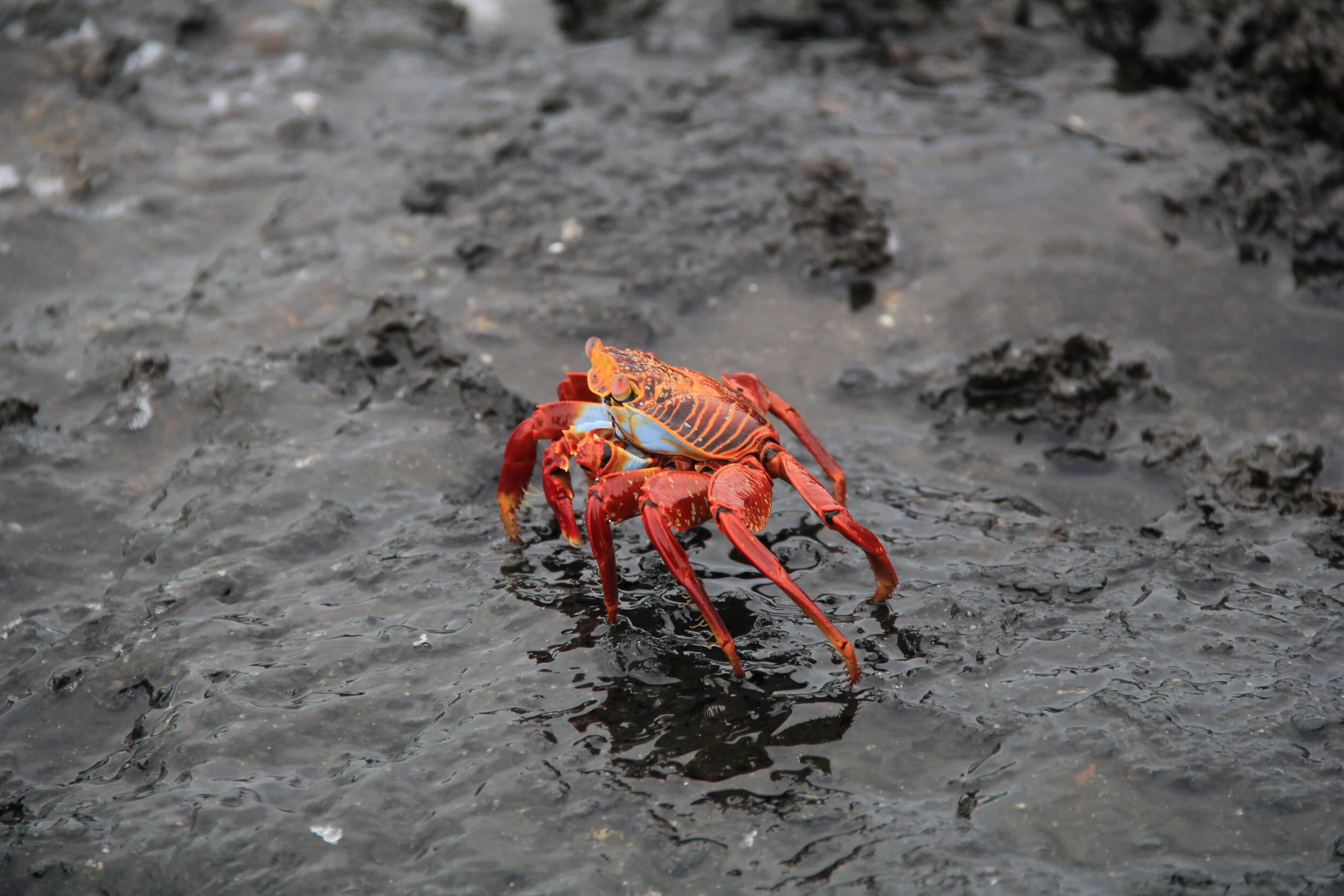 Crab in Galapagos