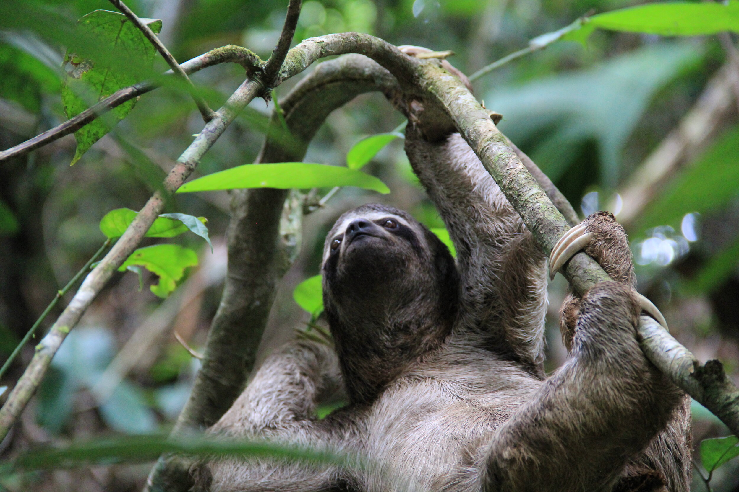 Sloth in Peruvian Amazon