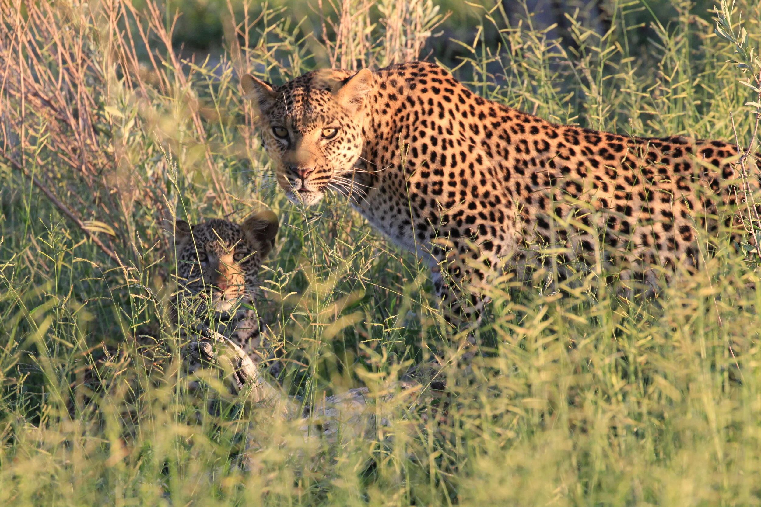 Okavango Delta, Botswana