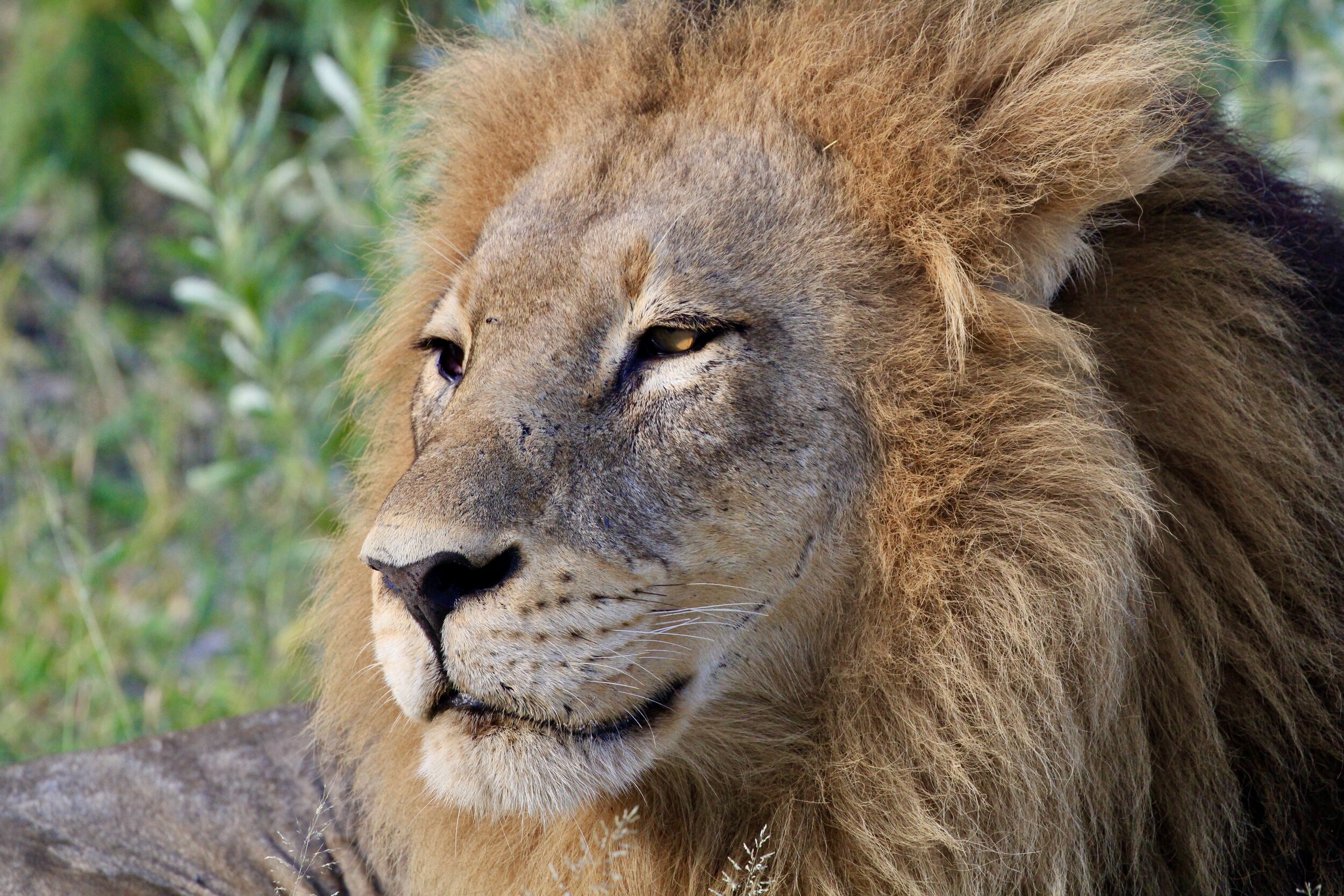 The Pride of Africa, Botswana