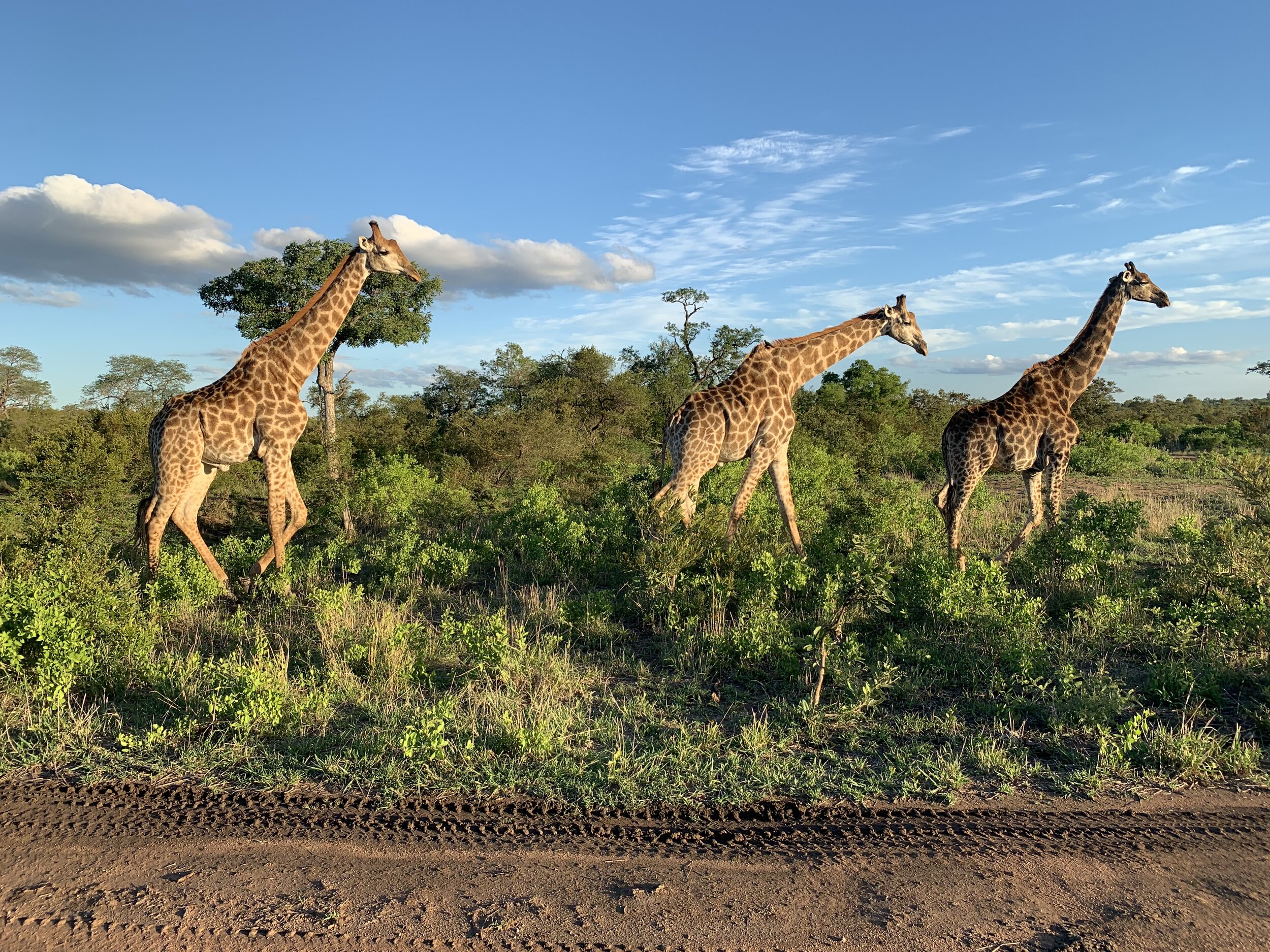Sabi Sands Game Reserve, South Africa