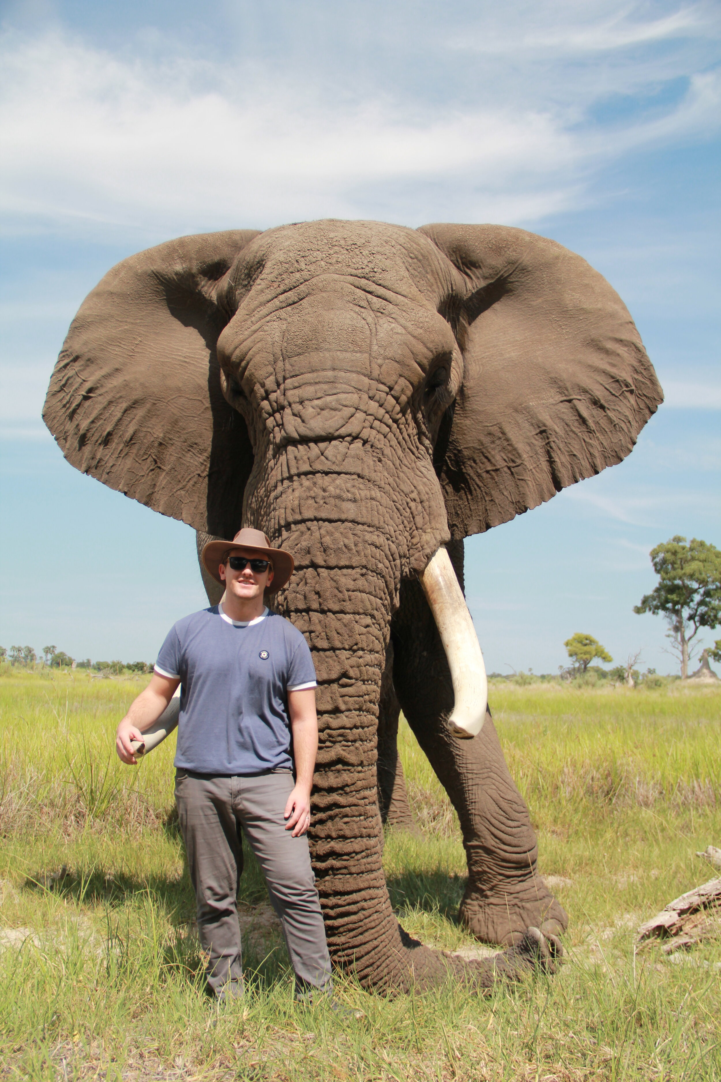 Jabu the rehabilitated elephant, Okavango Delta, Botswana