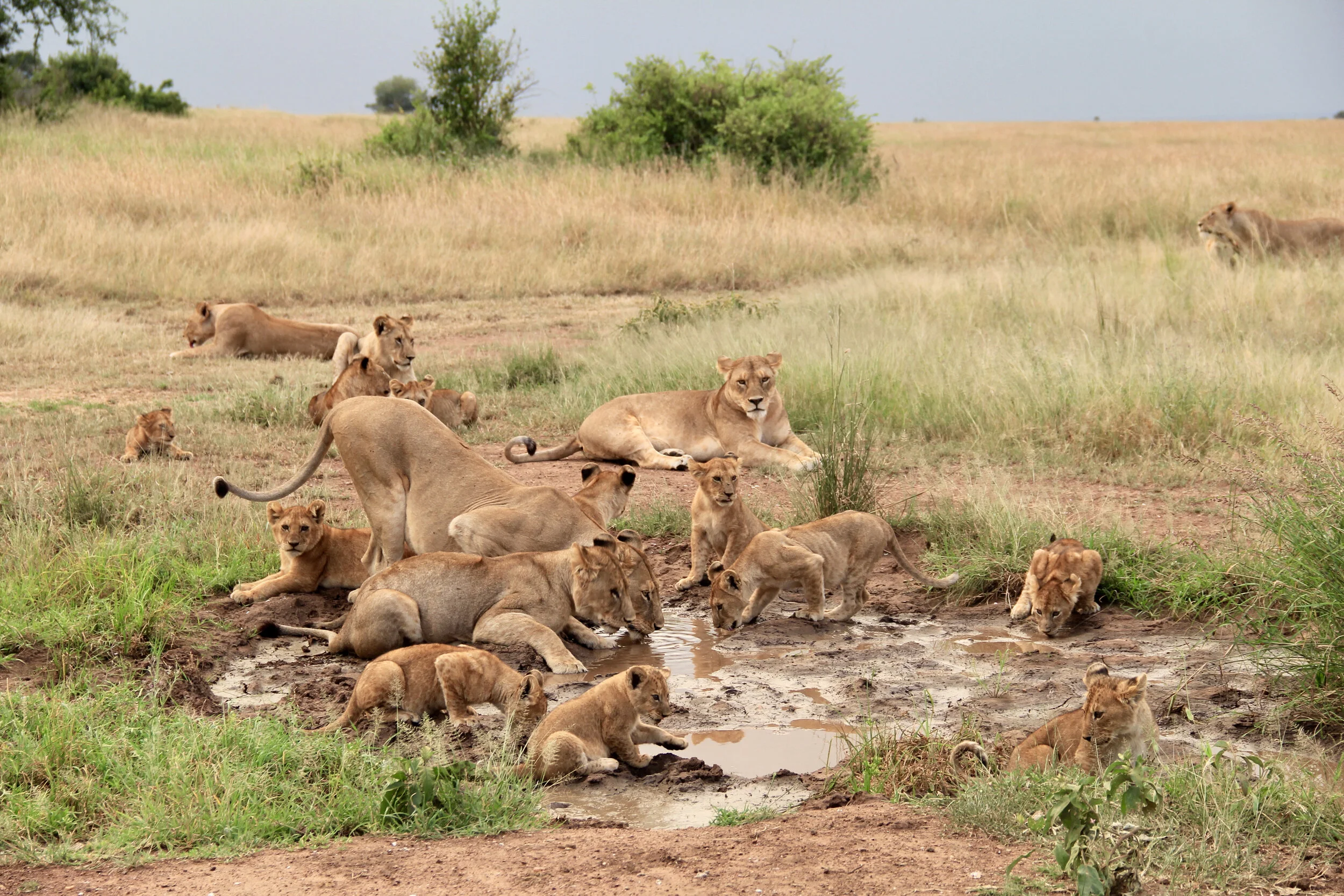 Lion Pride, Grumeti Reserve, Tanzania